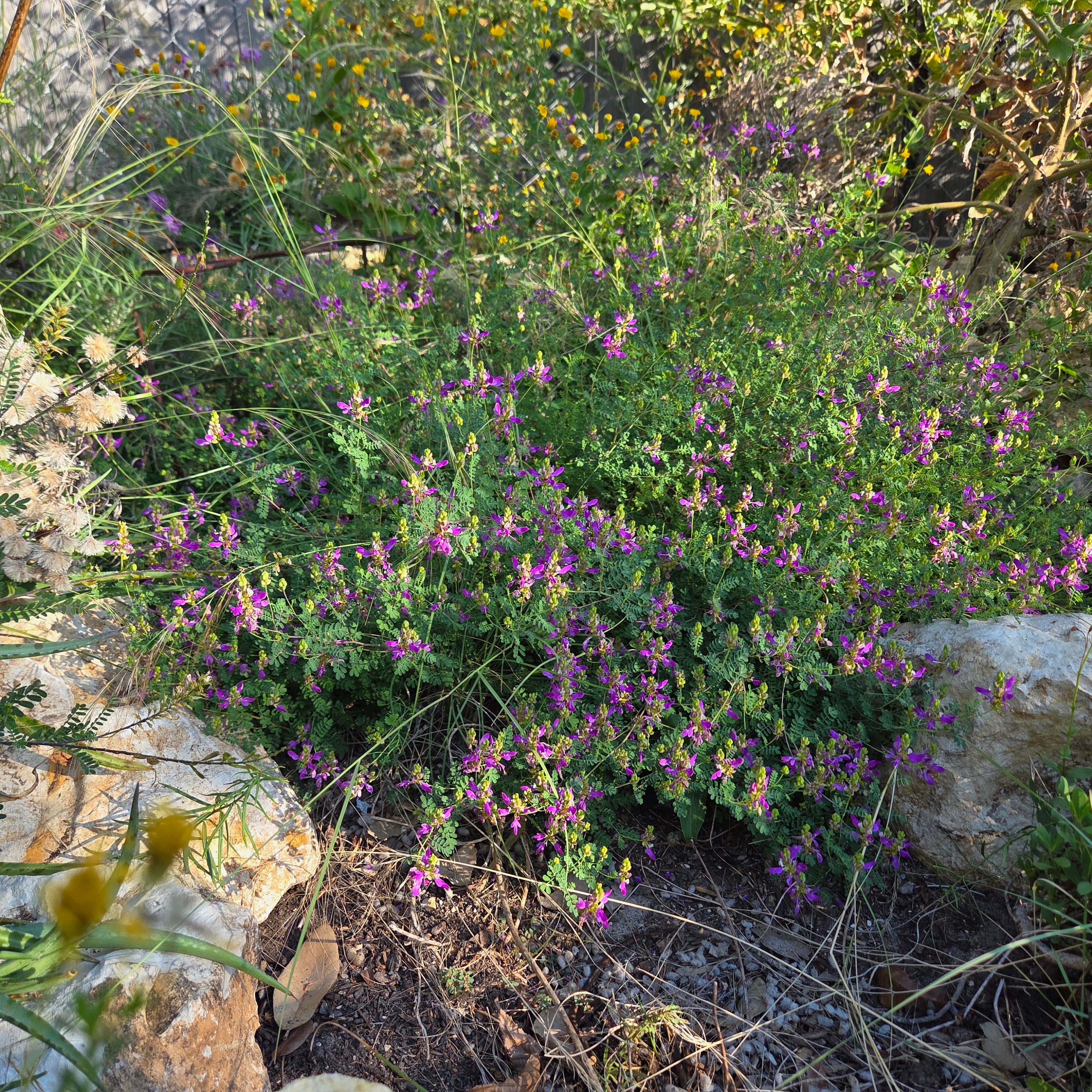 Dalea frutescens (Black Dalea)