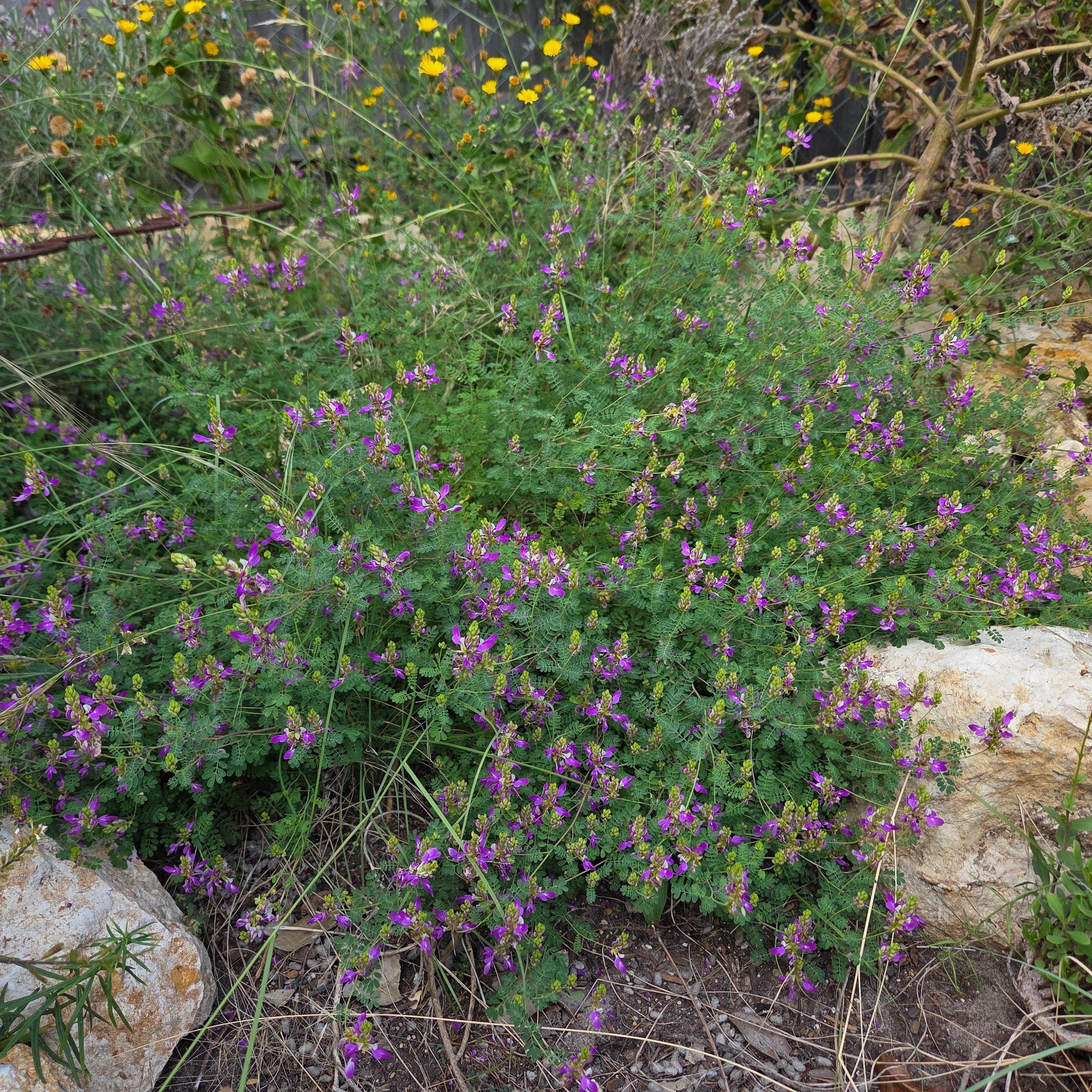 Dalea frutescens (Black Dalea)