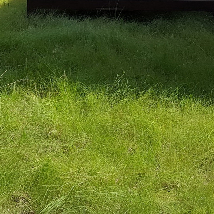 Bouteloua dactyloides (Buffalograss)