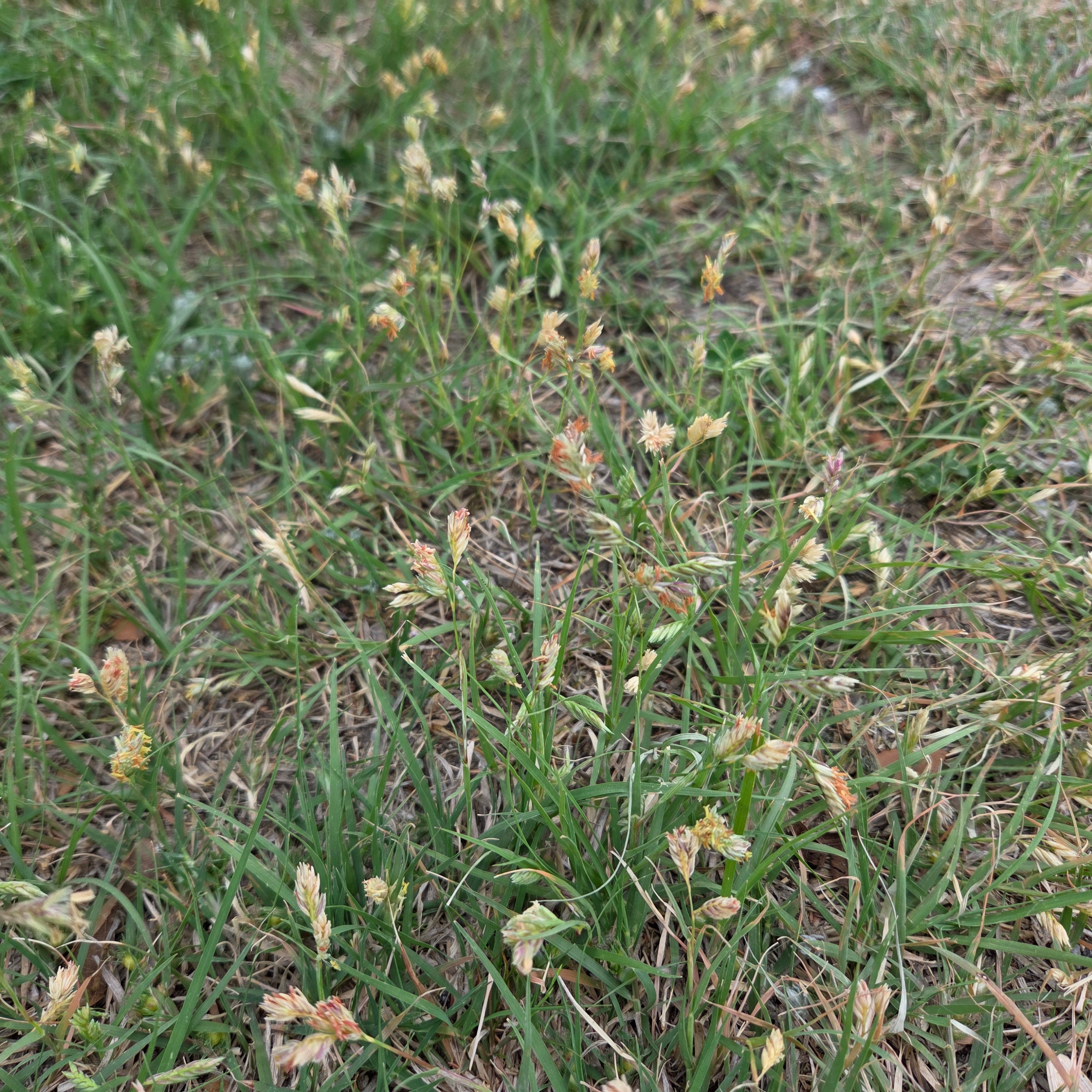 Bouteloua dactyloides (Buffalograss)