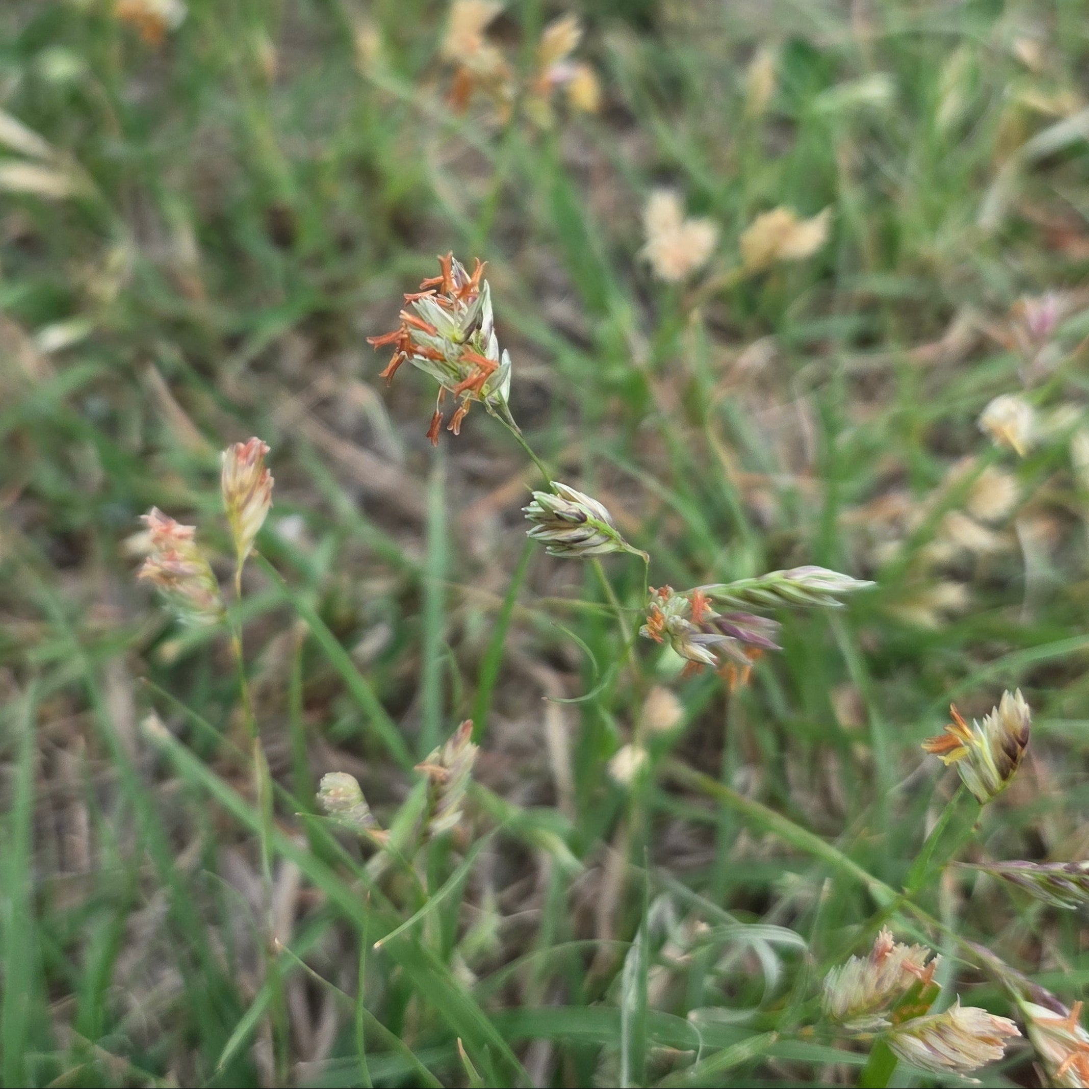 Bouteloua dactyloides (Buffalograss)