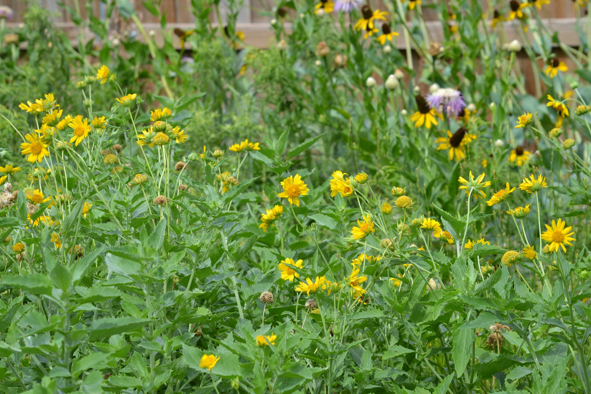Cowpen Daisy Verbesina encelioides