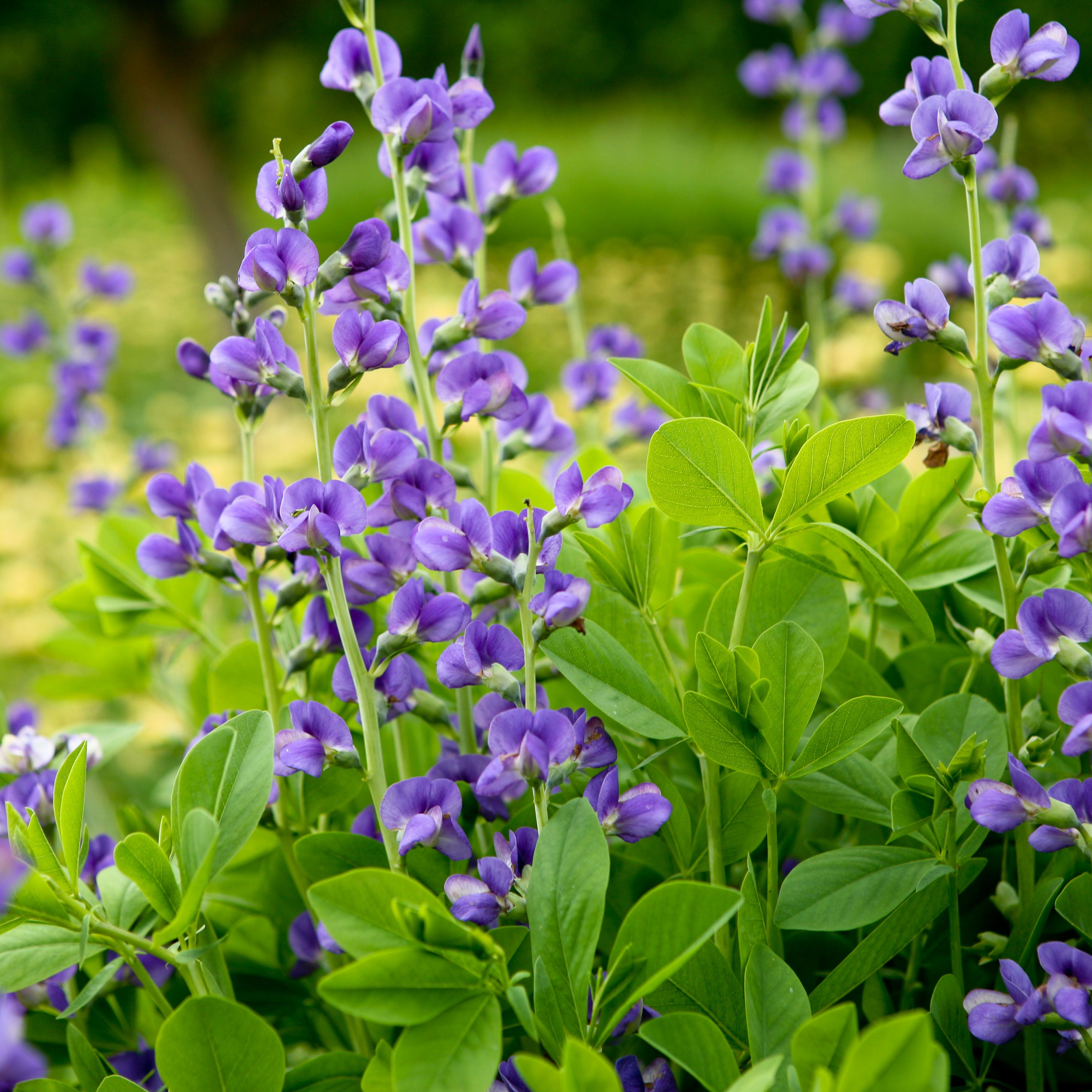 Baptisia australis (Blue Wild Indigo)