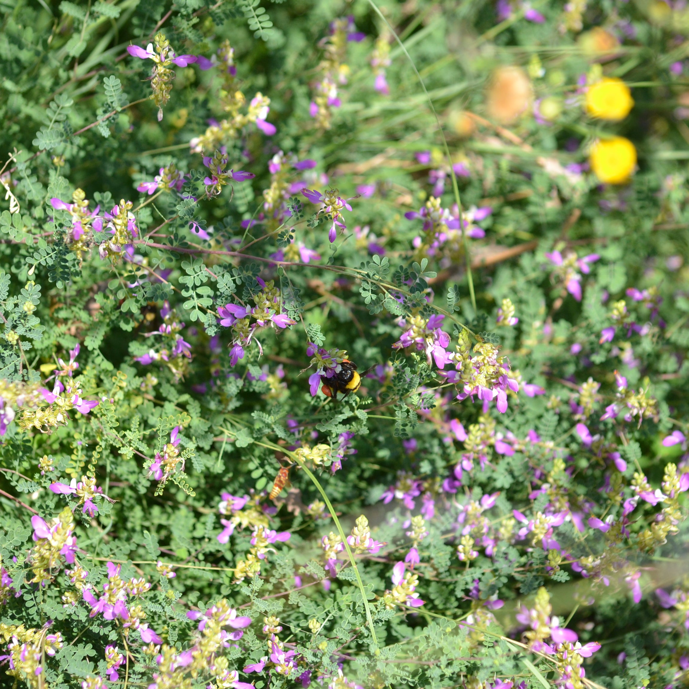 Dalea frutescens (Black Dalea)
