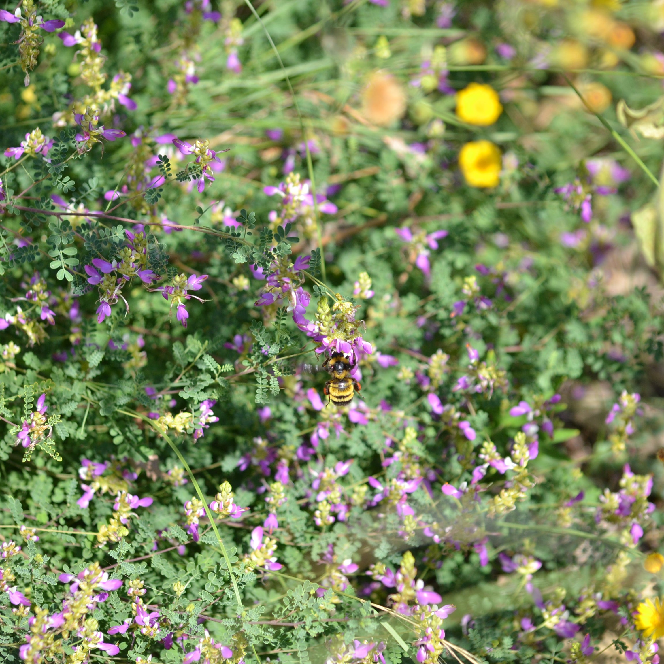 Dalea frutescens (Black Dalea)