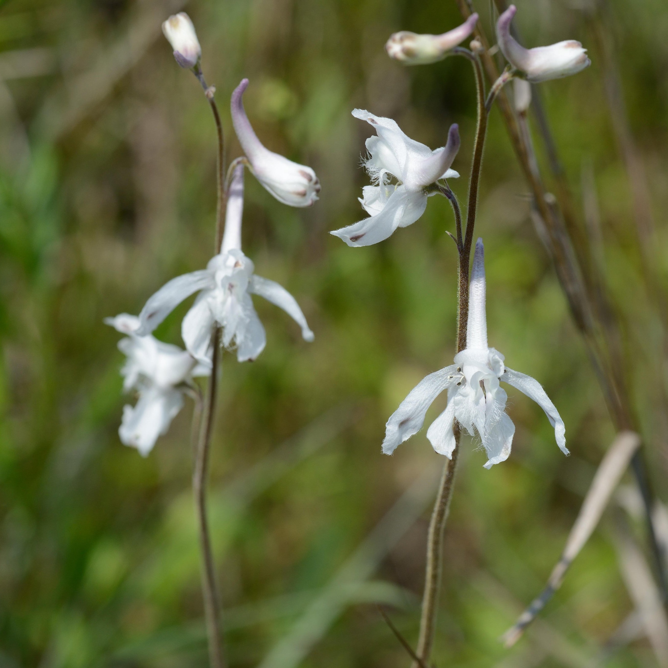 Delphinium carolinianum (Carolina Larkspur)