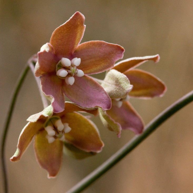 Funastrum crispum Wavyleaf Twinevine