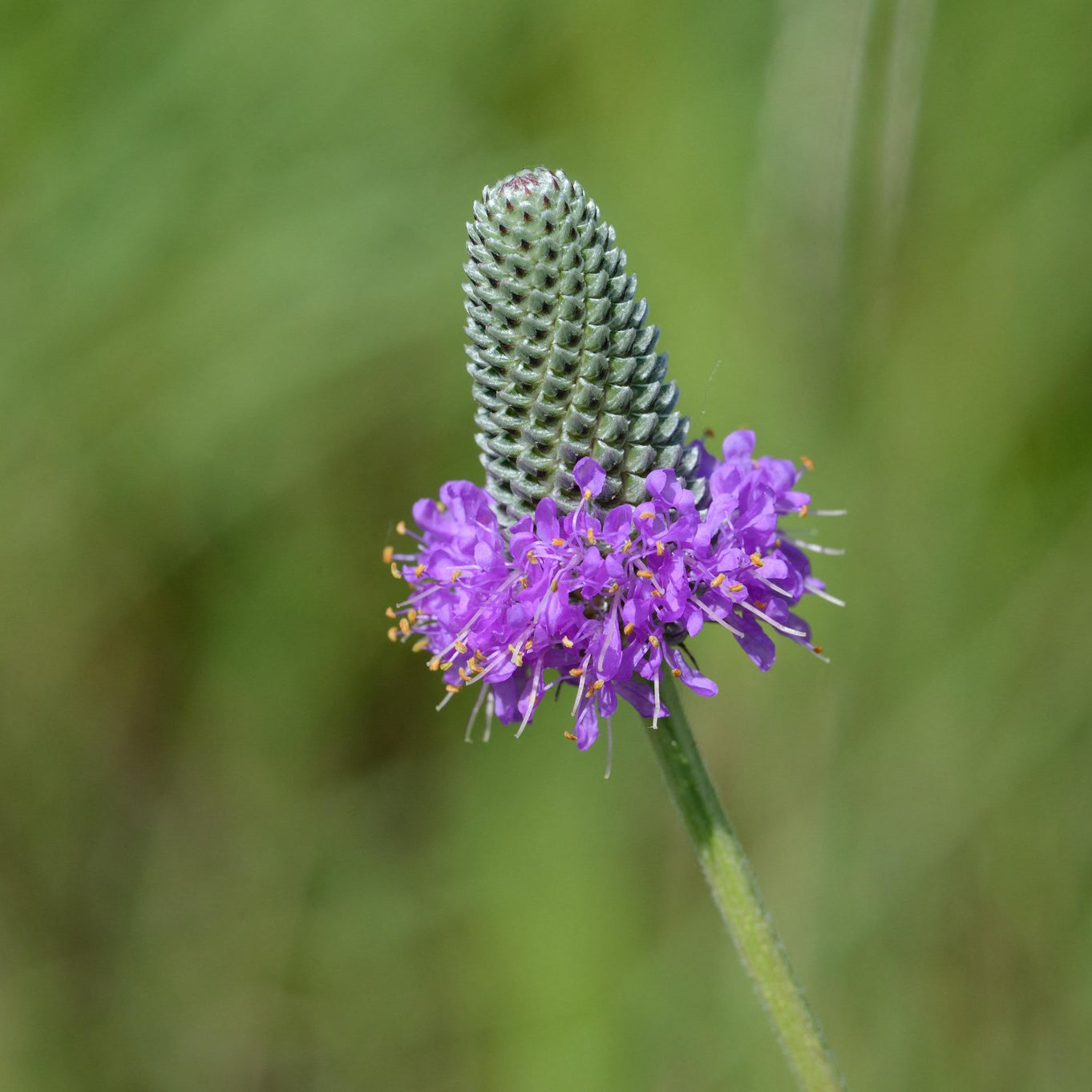 Dalea purpurea (Purple Prairie Clover)
