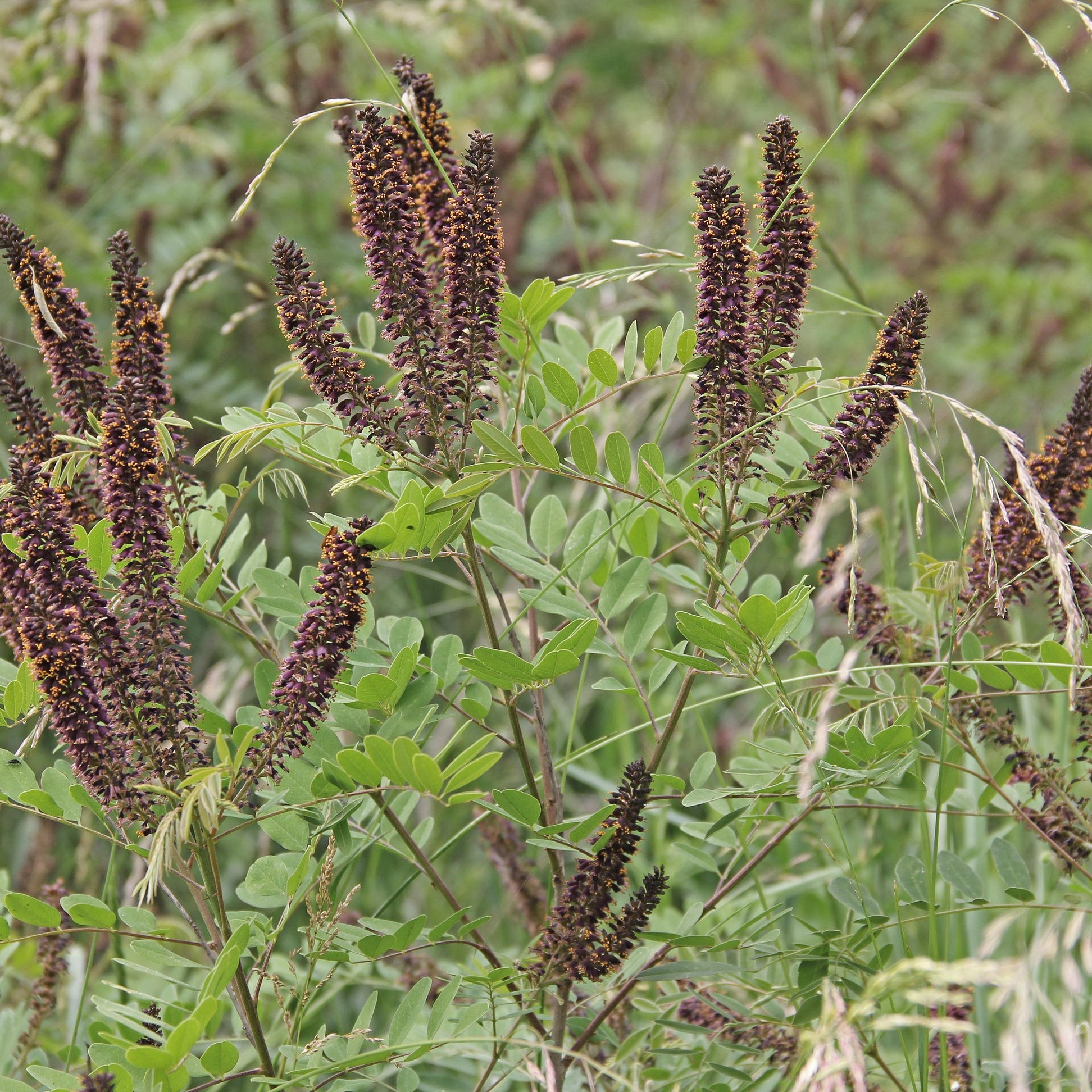 Amorpha fruticosa (False Indigo Bush)