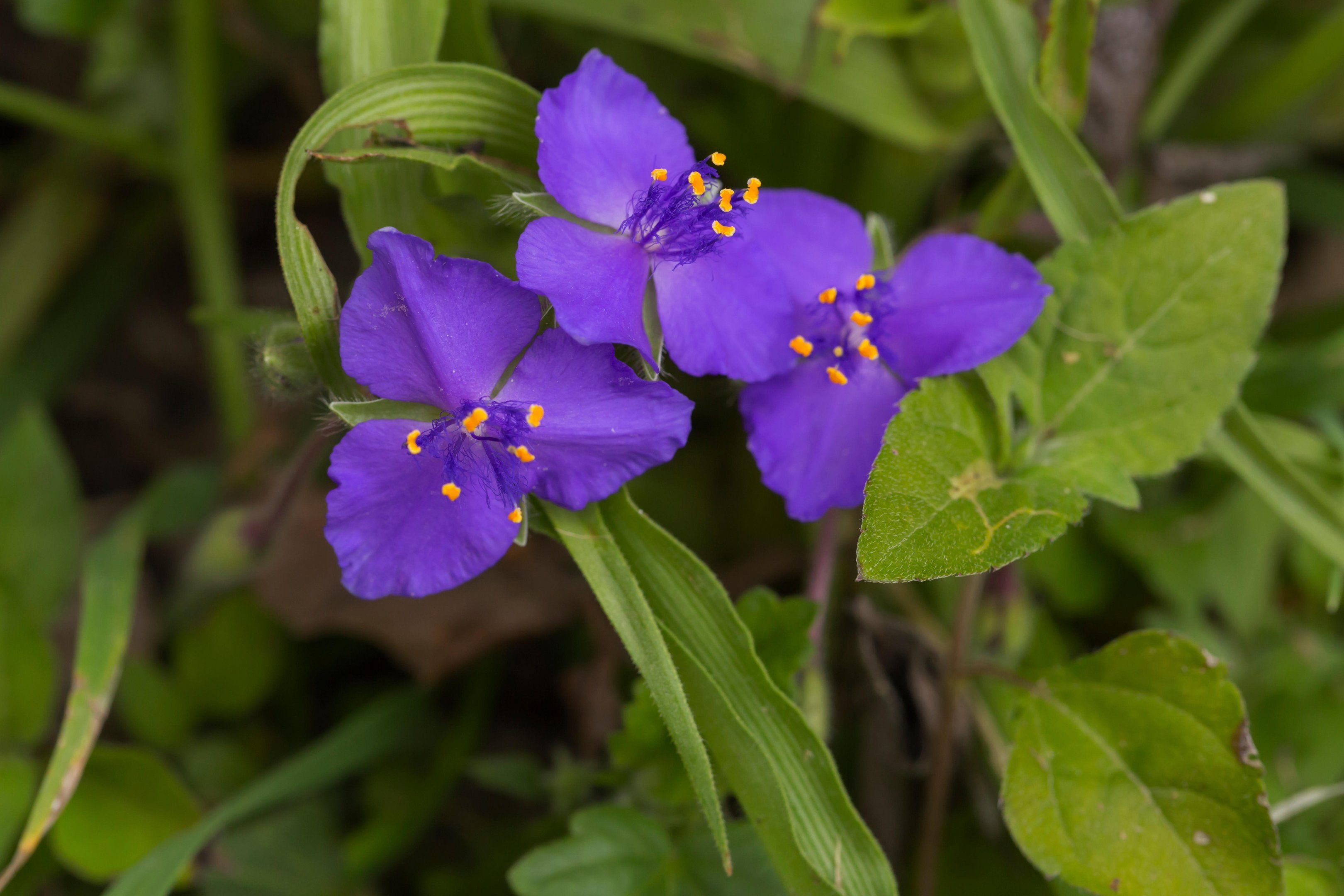 Tradescantia occidentalis (Prairie Spiderwort)
