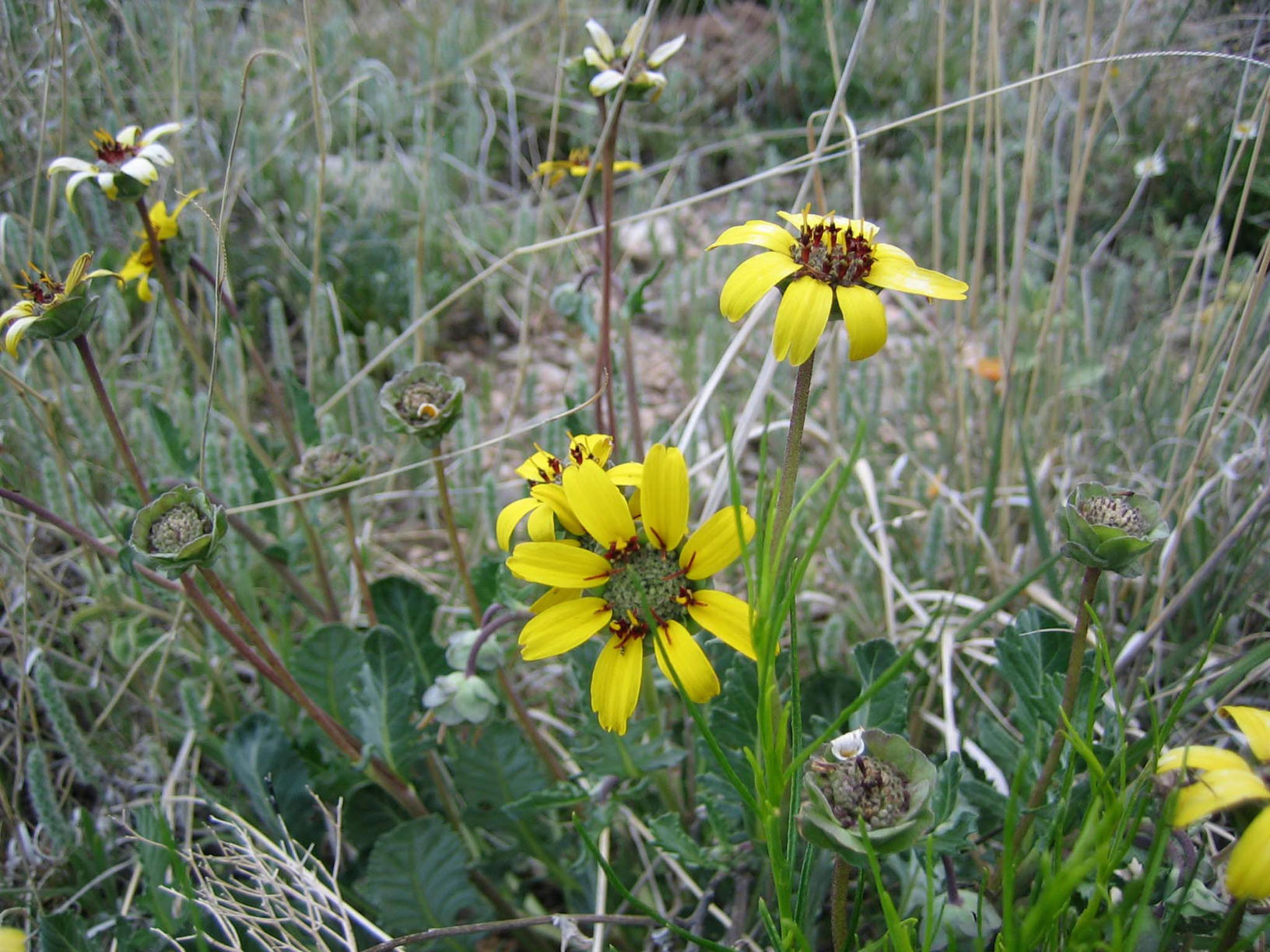 Berlandiera lyrata (Chocolate Daisy)