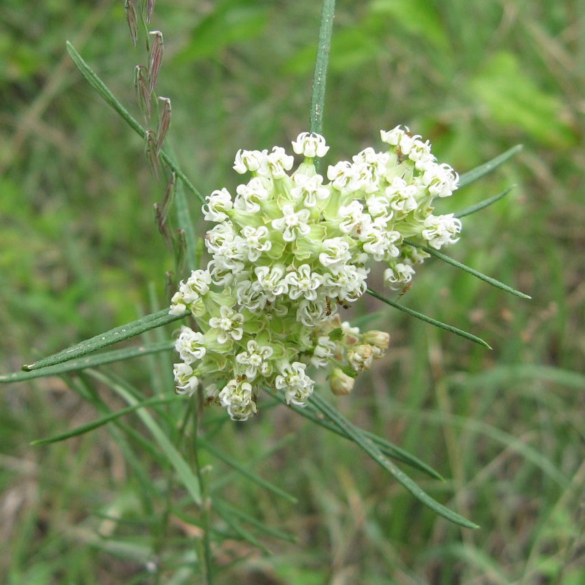 Asclepias verticillata (Whorled Milkweed)