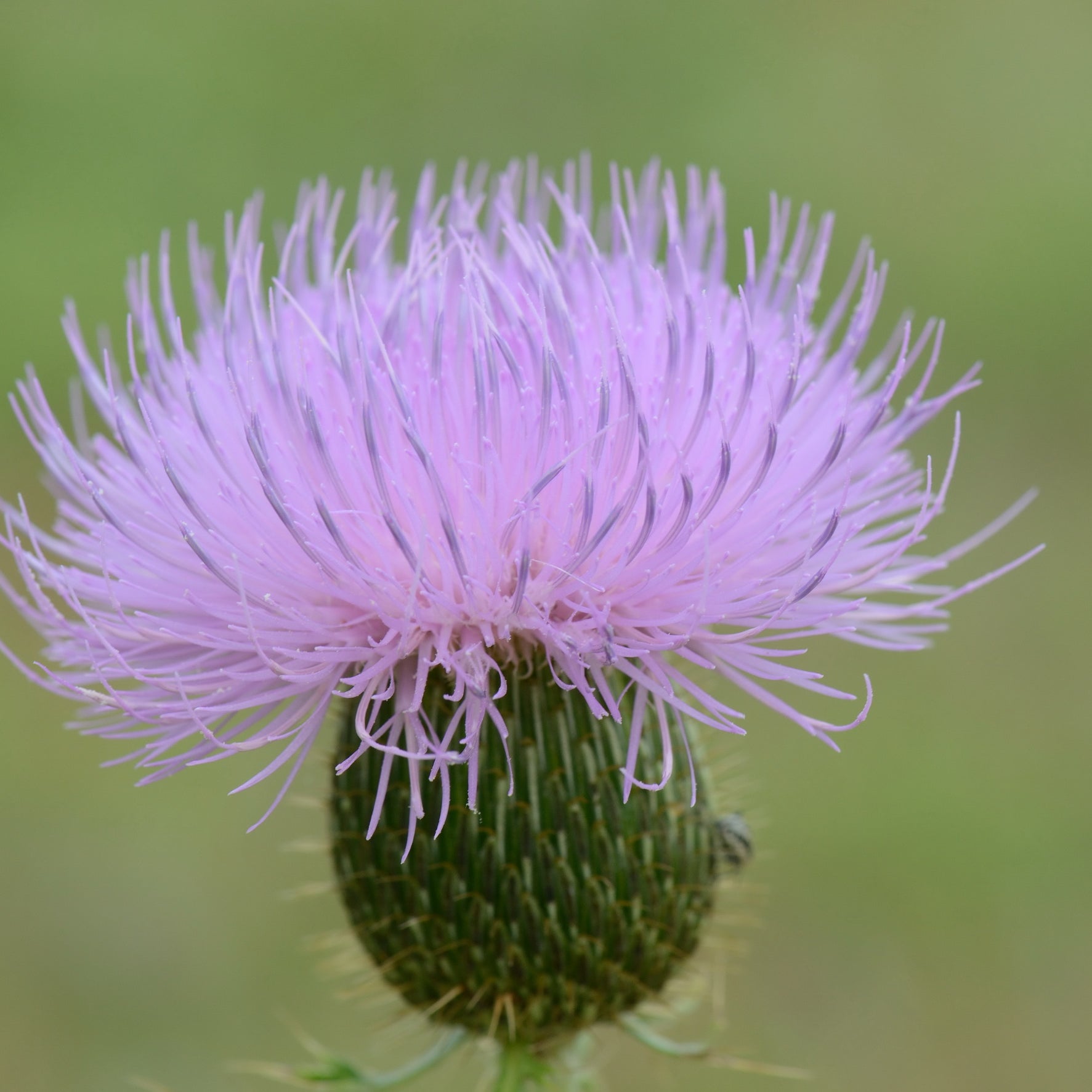 Cirsium texanum (Texas Thistle)