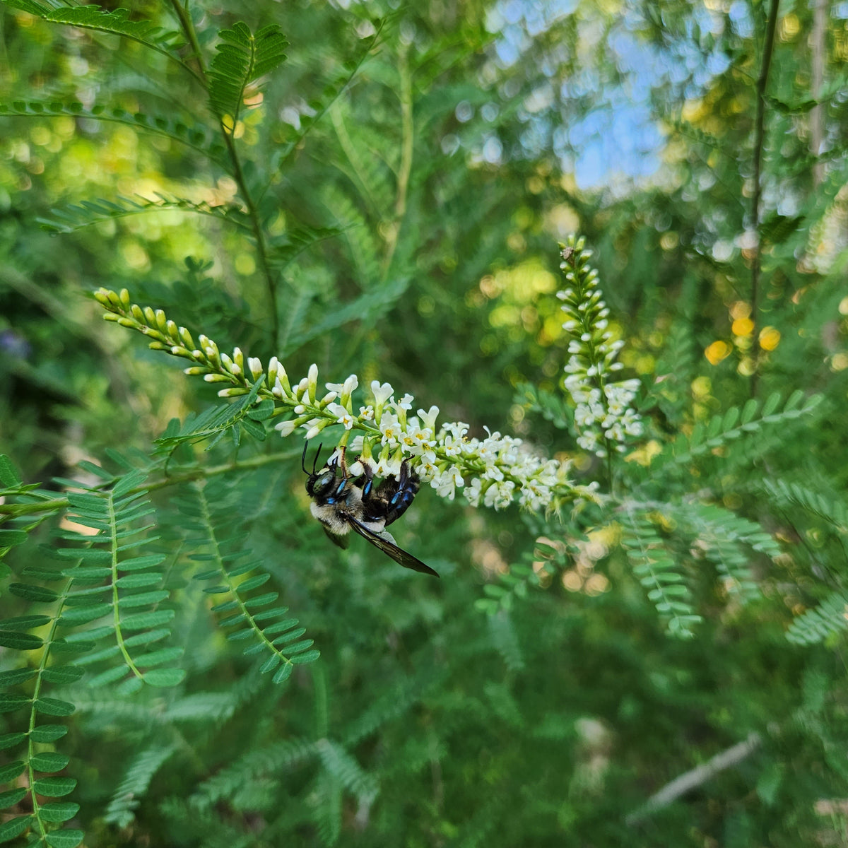 Texas kidneywood (Eysenhardtia texana)