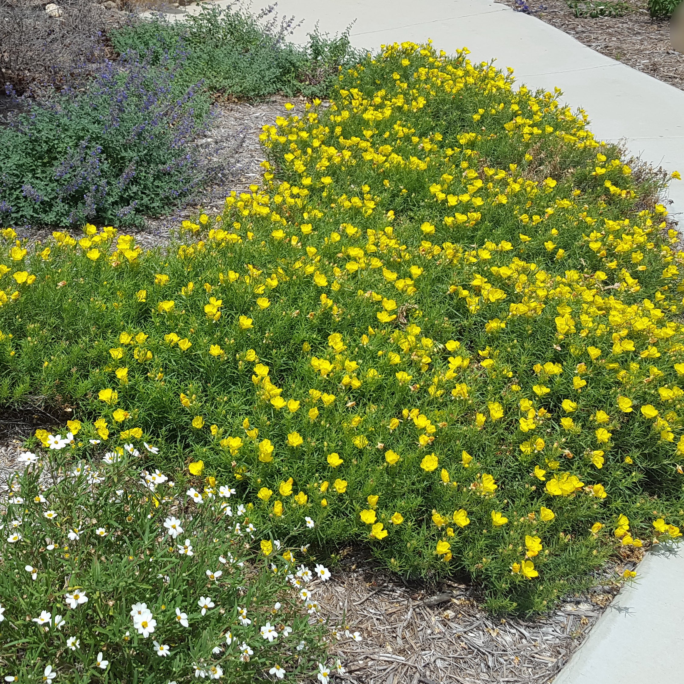 Texas primrose (Calylophus drummondianus var. berlandieri)