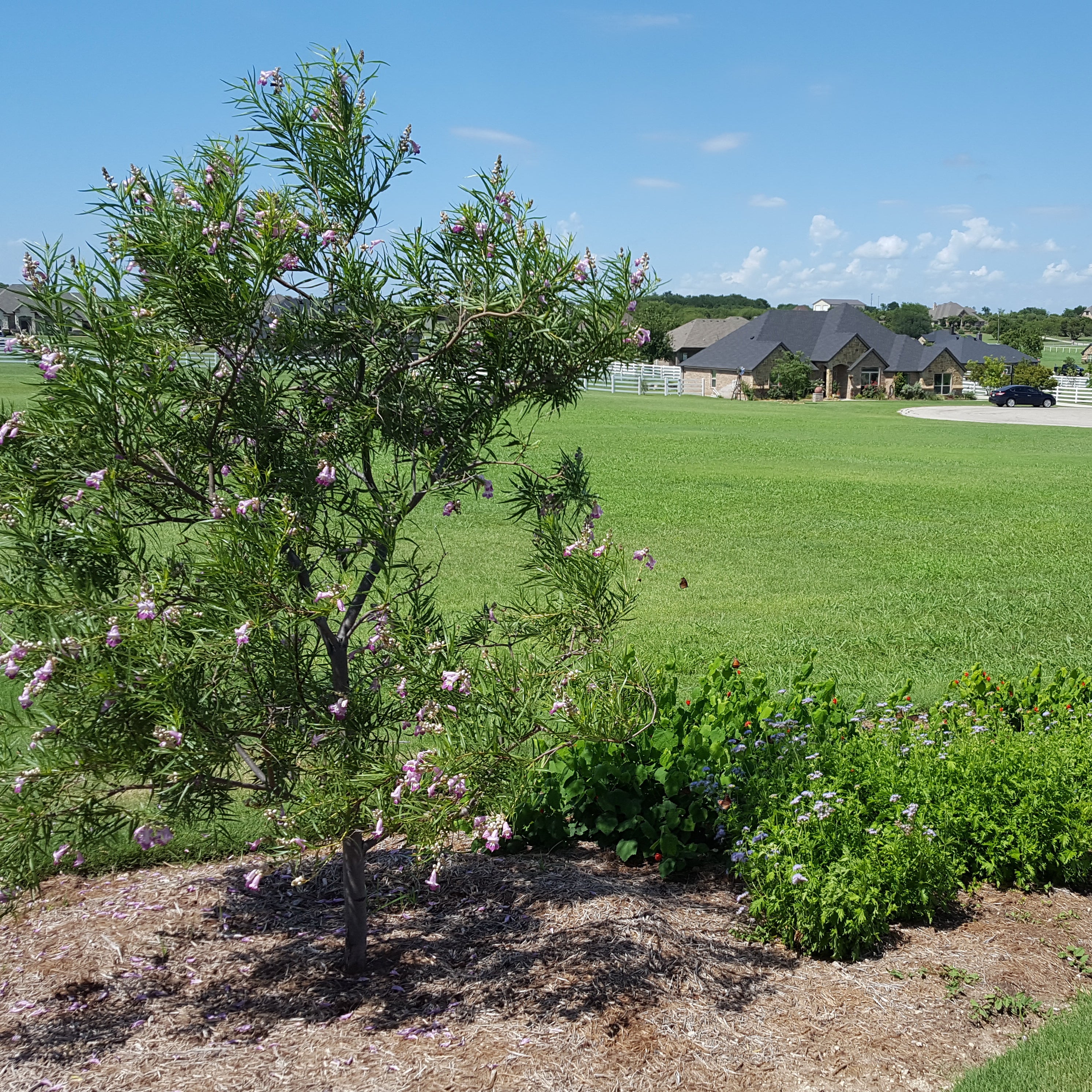 Desert willow 'Bubba" (Chilopsis linearis 'Bubba')