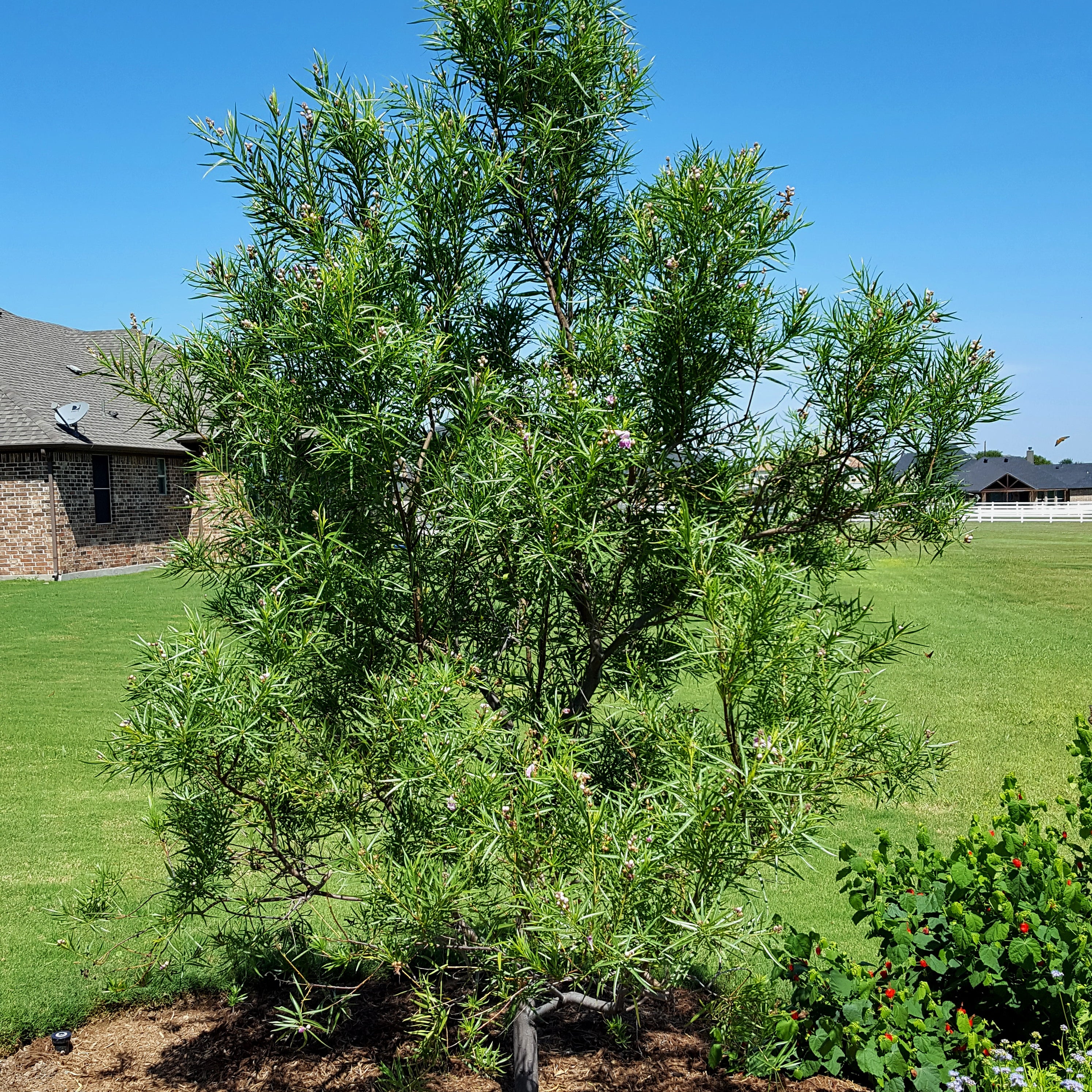 Desert willow 'Bubba" (Chilopsis linearis 'Bubba')