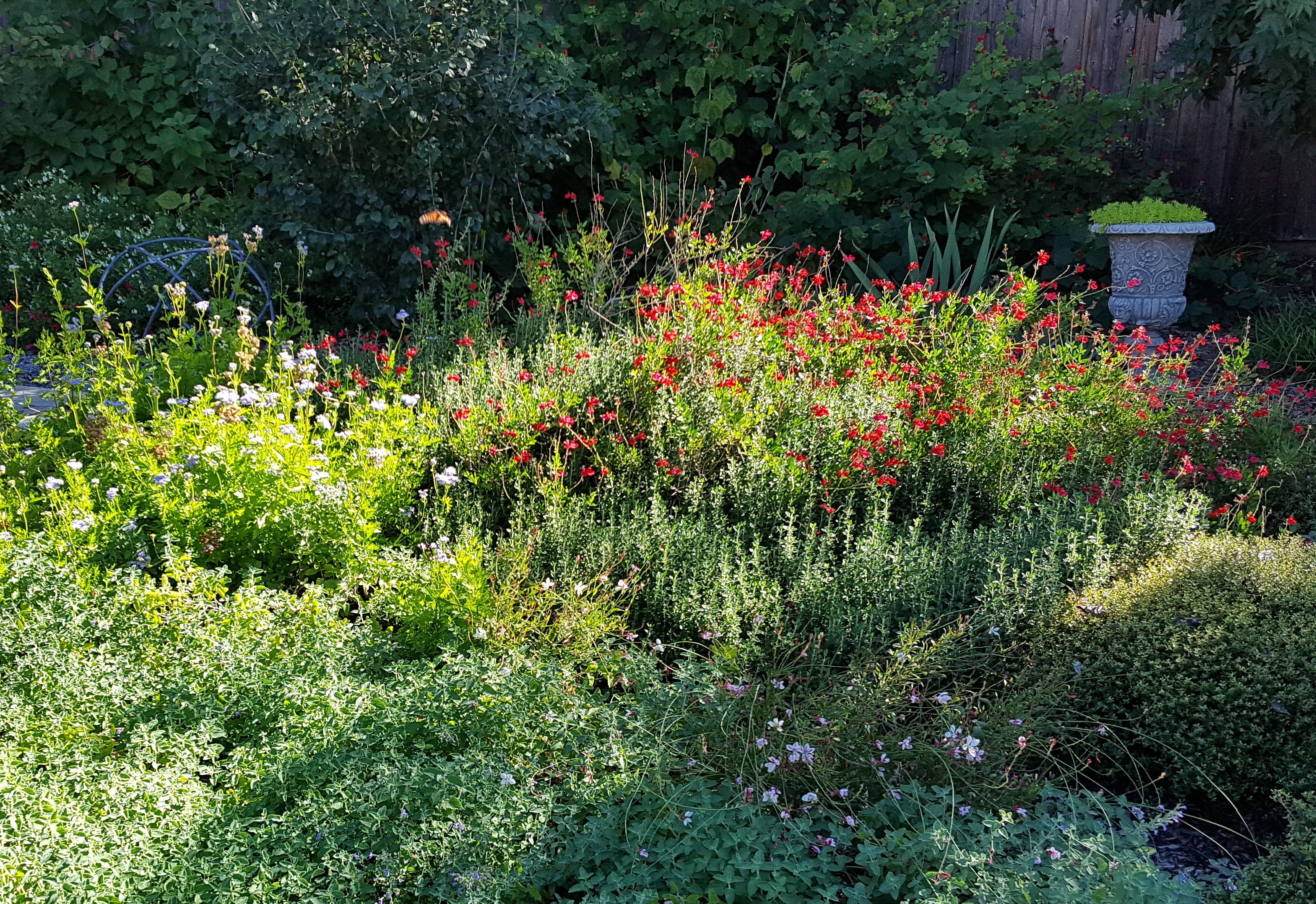 Salvia greggii red (Autumn Sage red)
