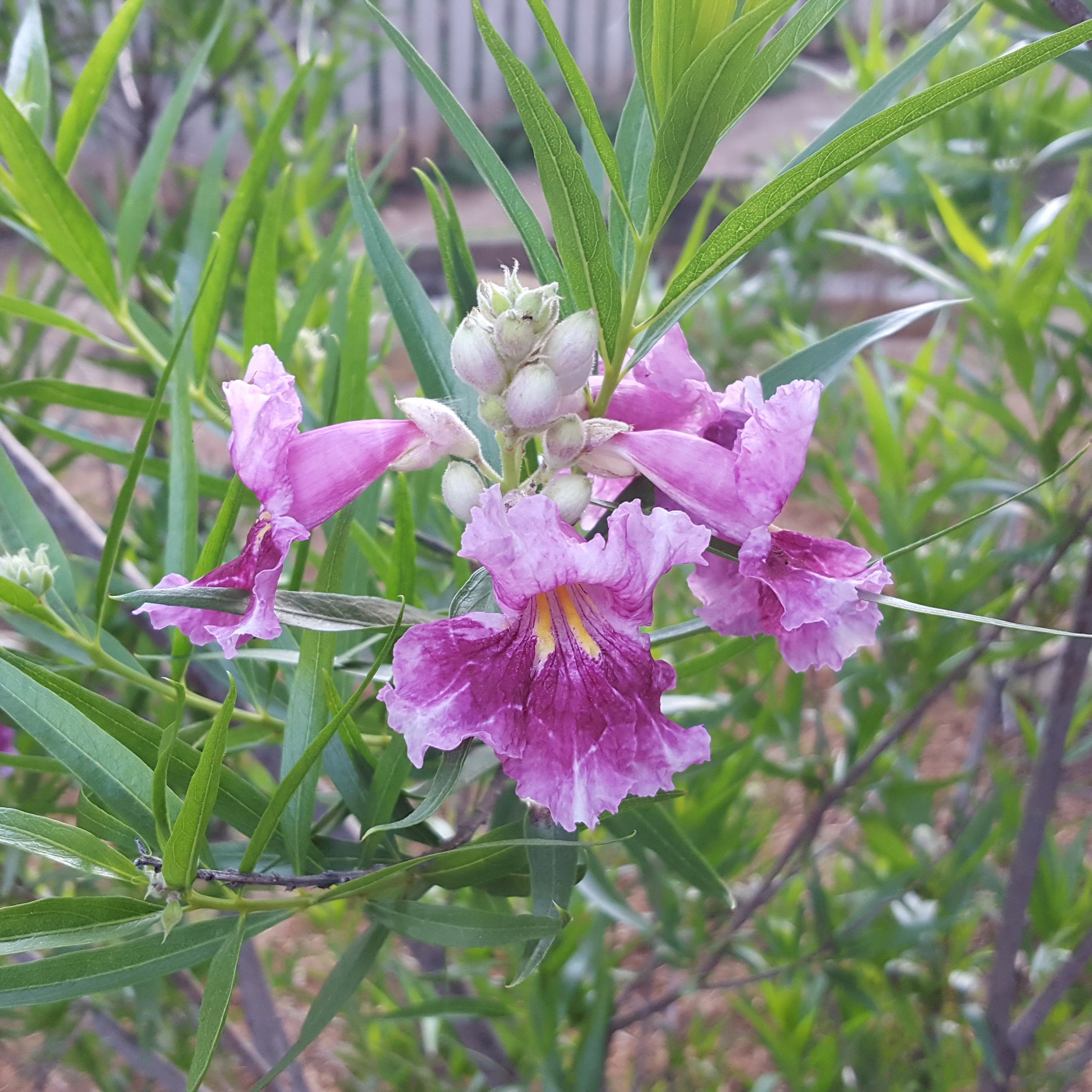Desert willow 'Bubba" (Chilopsis linearis 'Bubba')