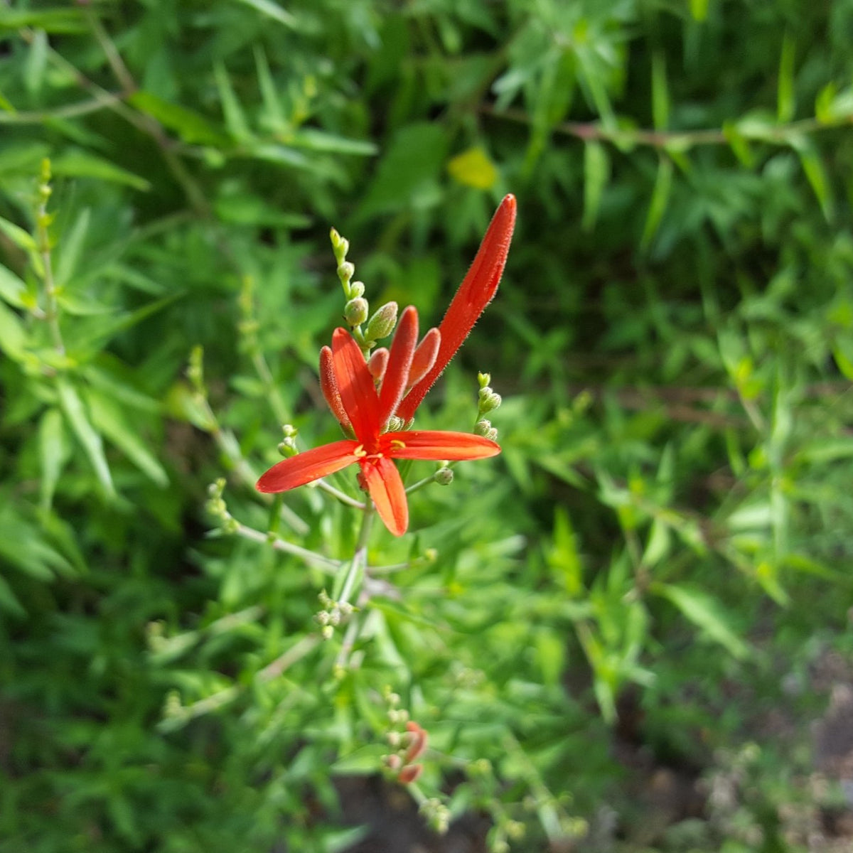 Hummingbird bush (Anisacanthus quadrifidus var. wrightii)