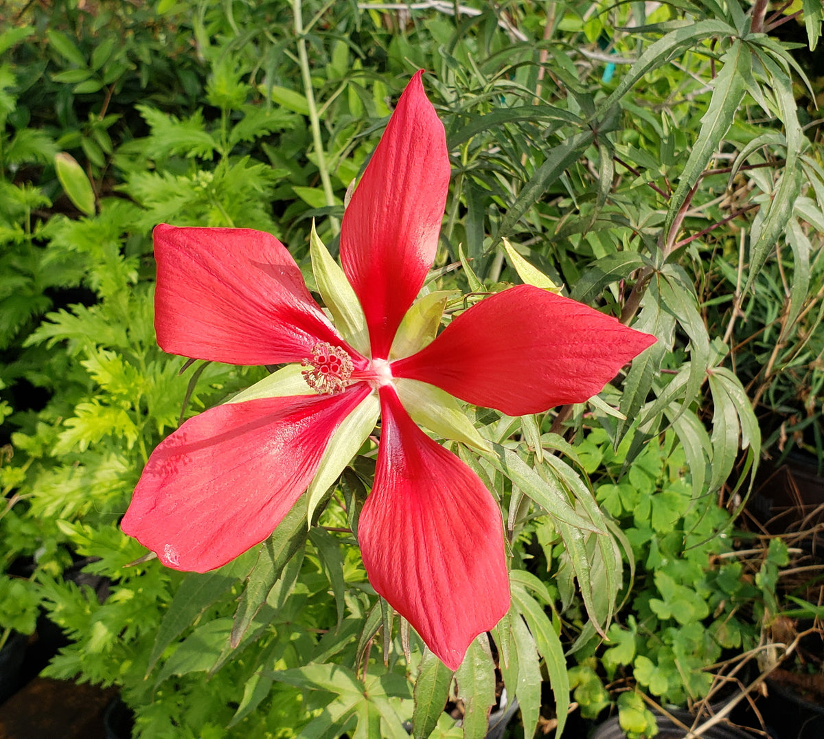 Hibiscus coccineus (Texas Star Hibiscus)