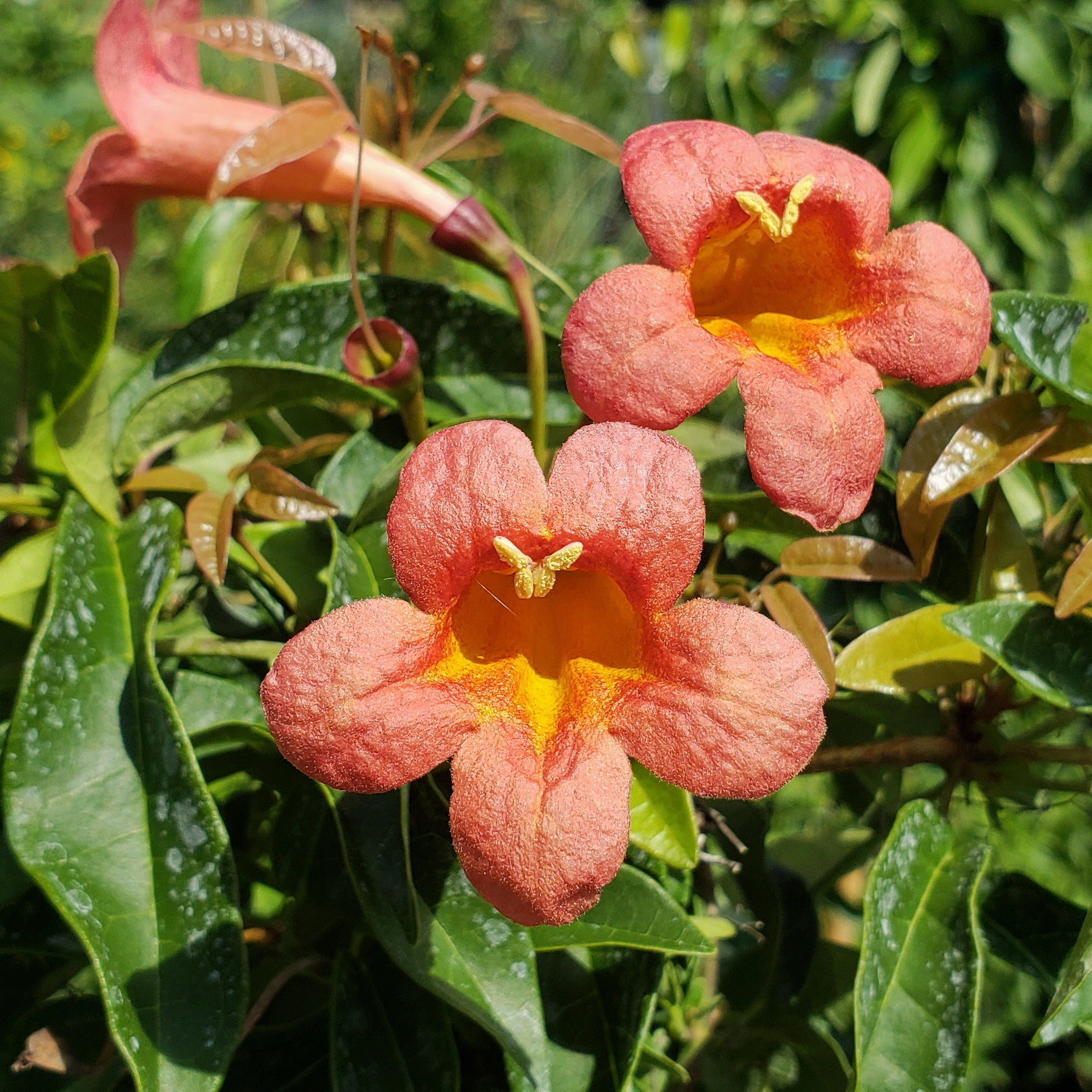 Crossvine 'Tangerine beauty' (Bignonia capreolata 'Tangerine beauty')