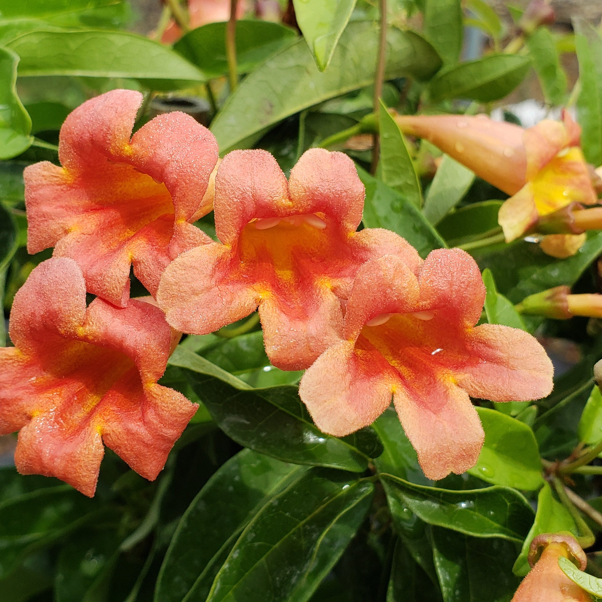 Crossvine 'Tangerine beauty' (Bignonia capreolata 'Tangerine beauty')