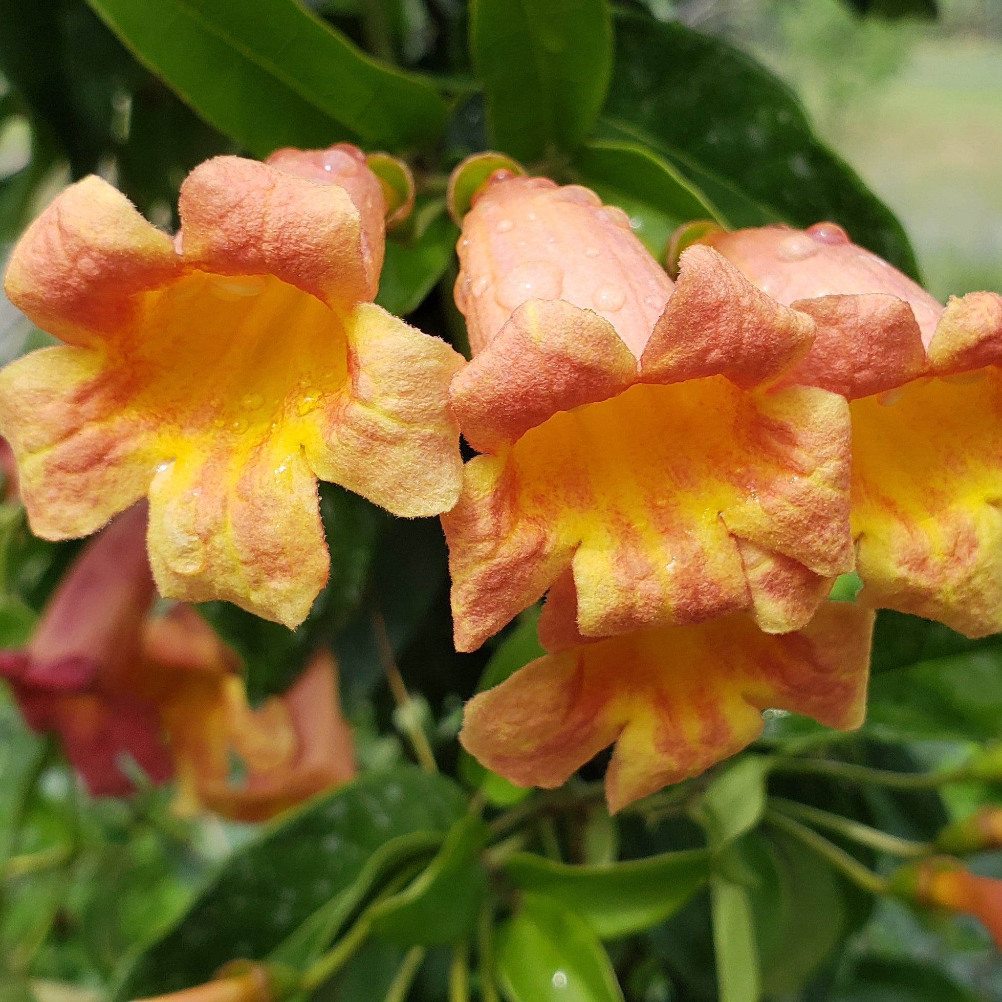 Crossvine 'Tangerine beauty' (Bignonia capreolata 'Tangerine beauty')