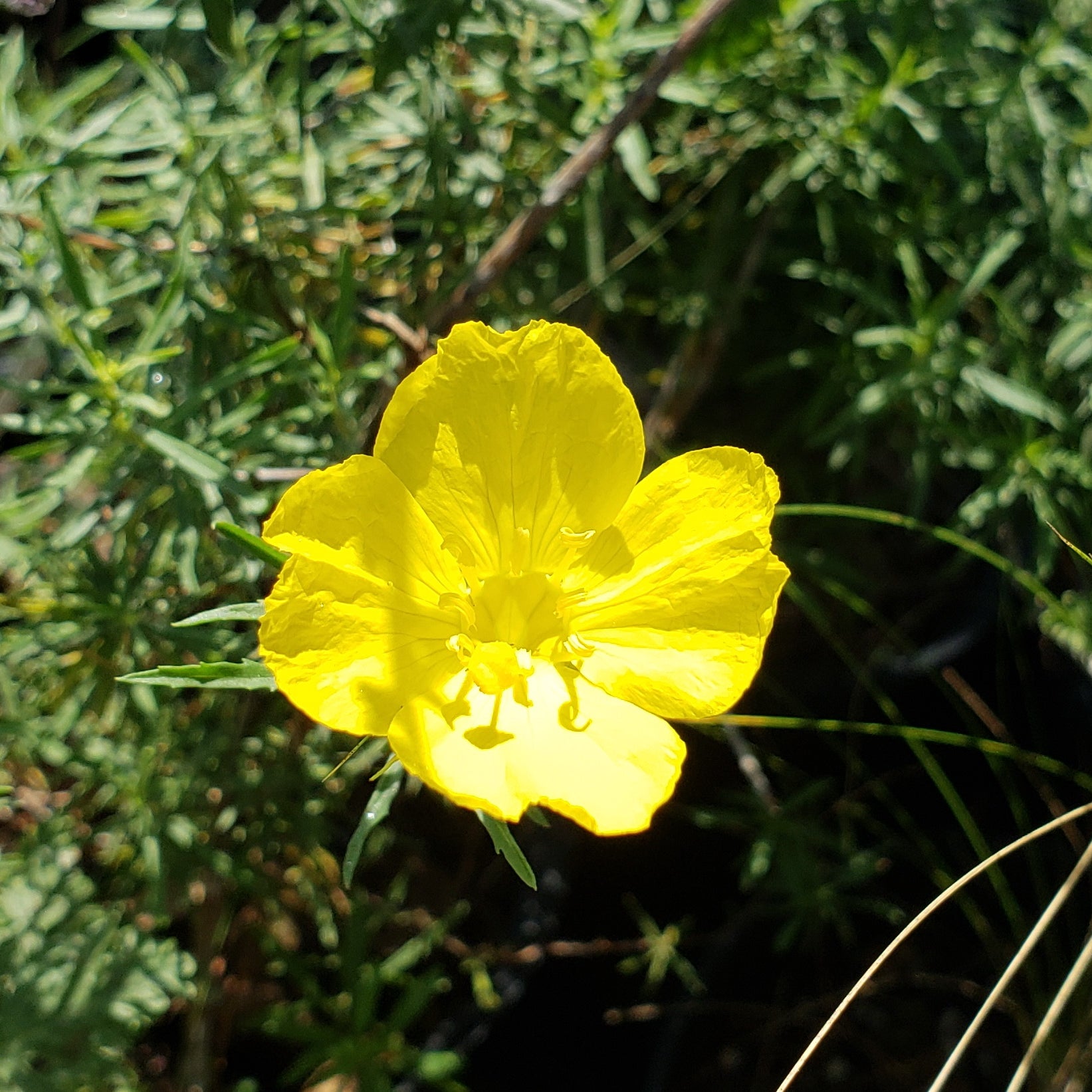 Texas primrose (Calylophus drummondianus var. berlandieri)