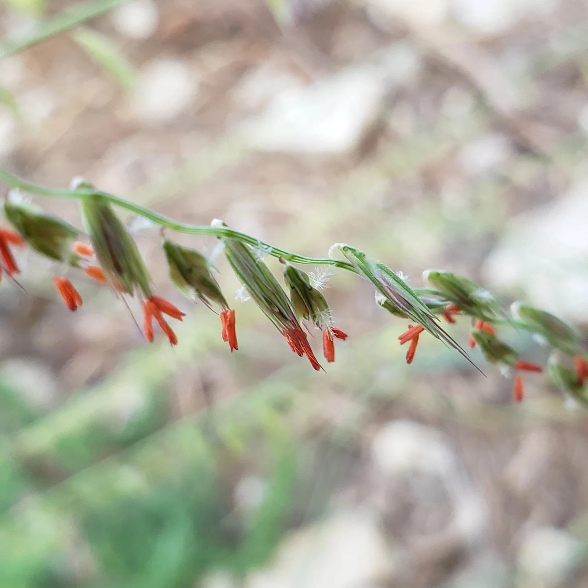 Sideoats Grama (Bouteloua curtipendula)
