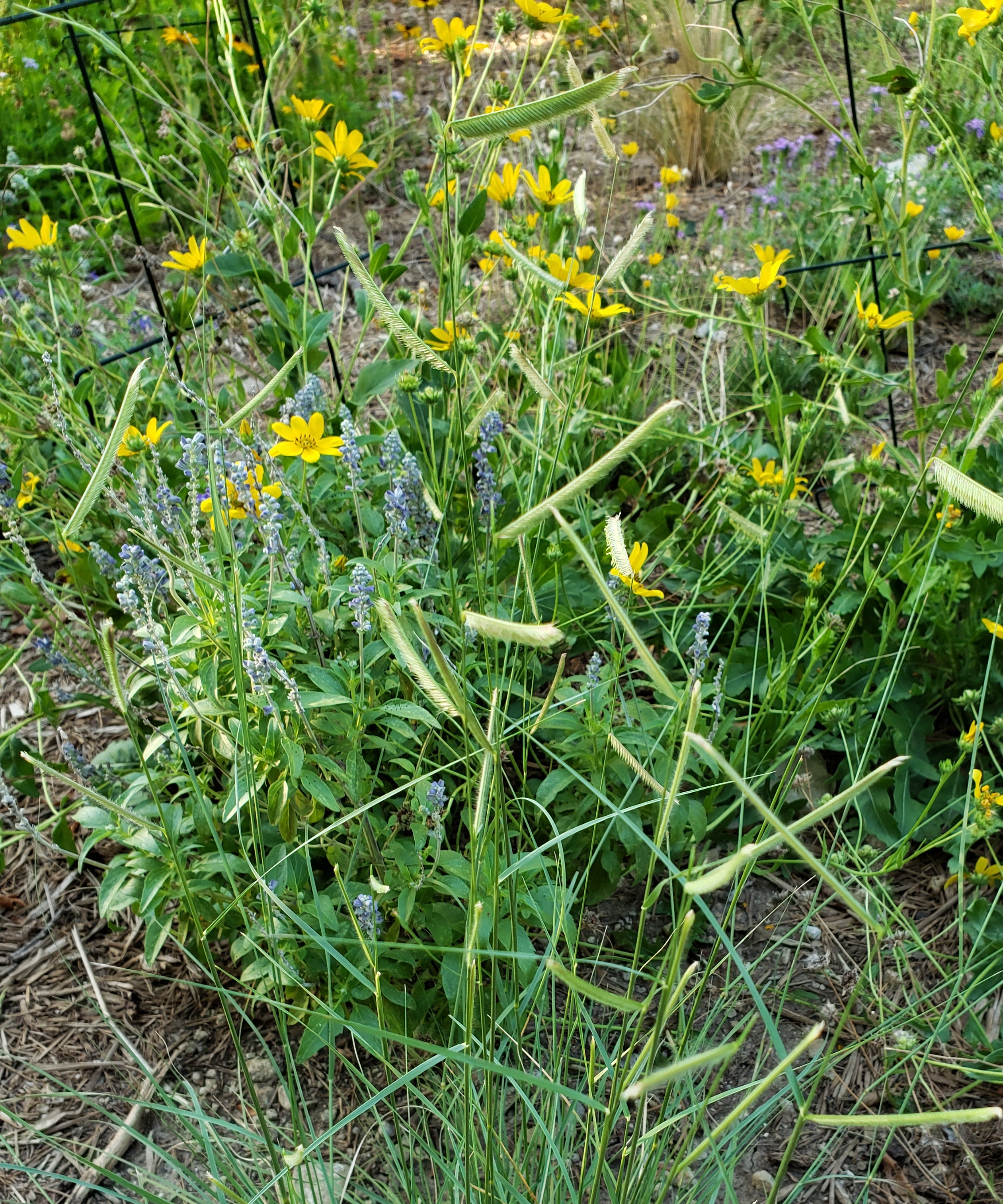 Blue Grama (Bouteloua gracilis)