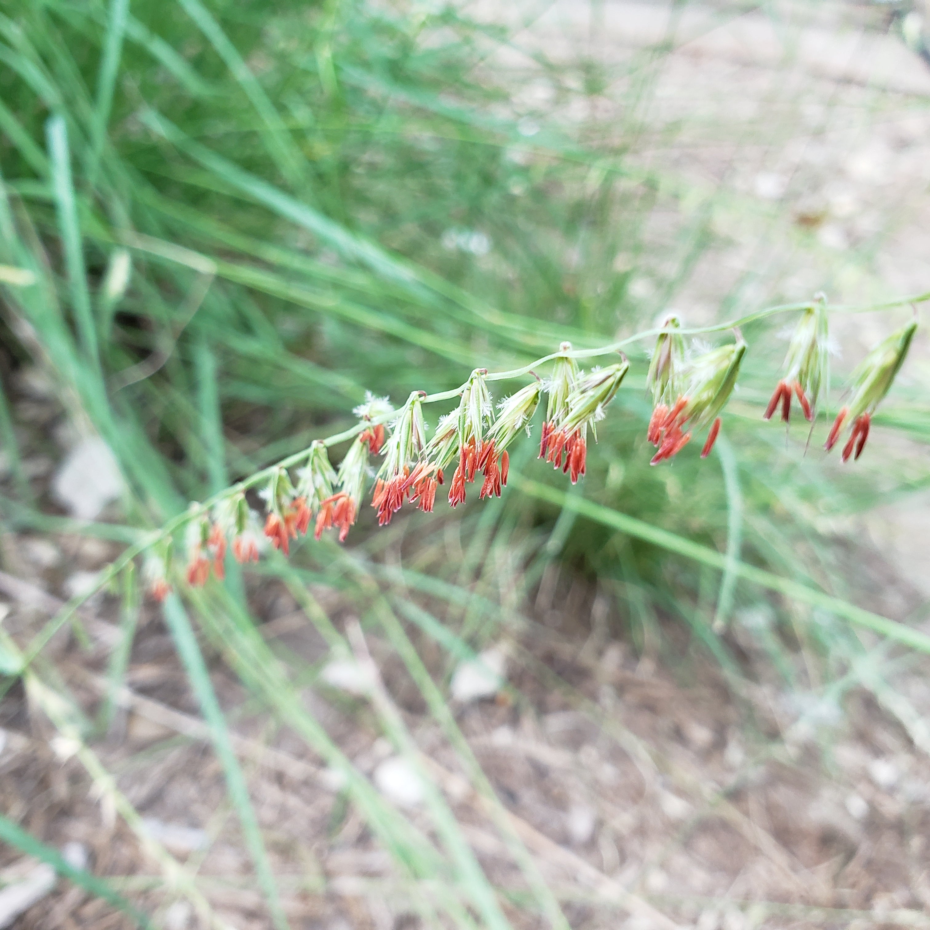 Sideoats Grama (Bouteloua curtipendula)