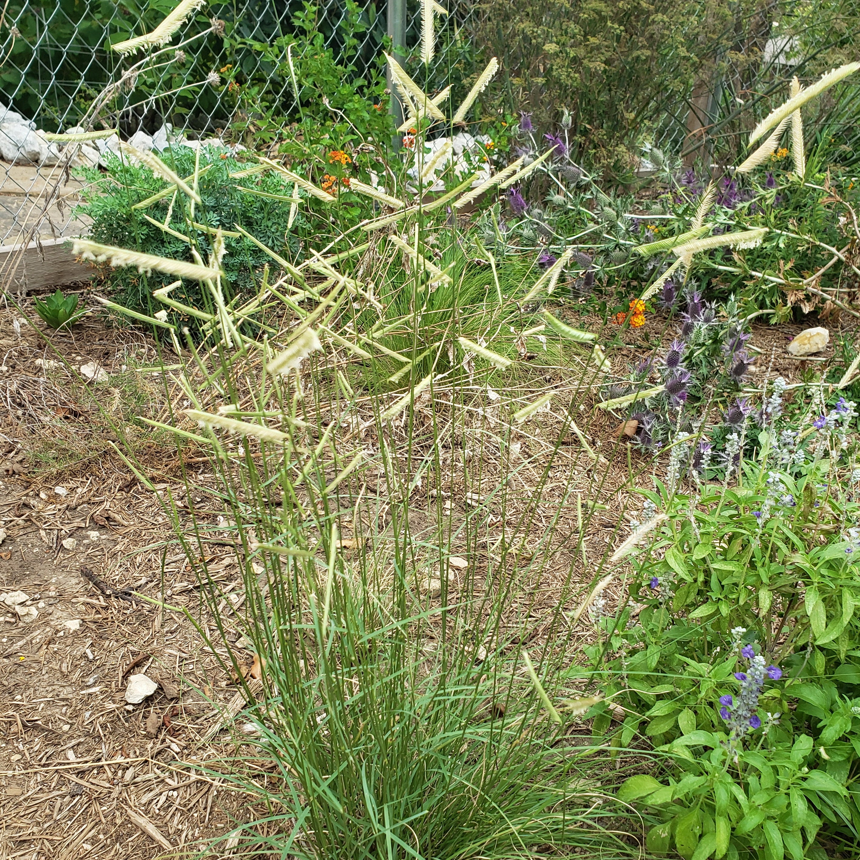 Blue Grama (Bouteloua gracilis)