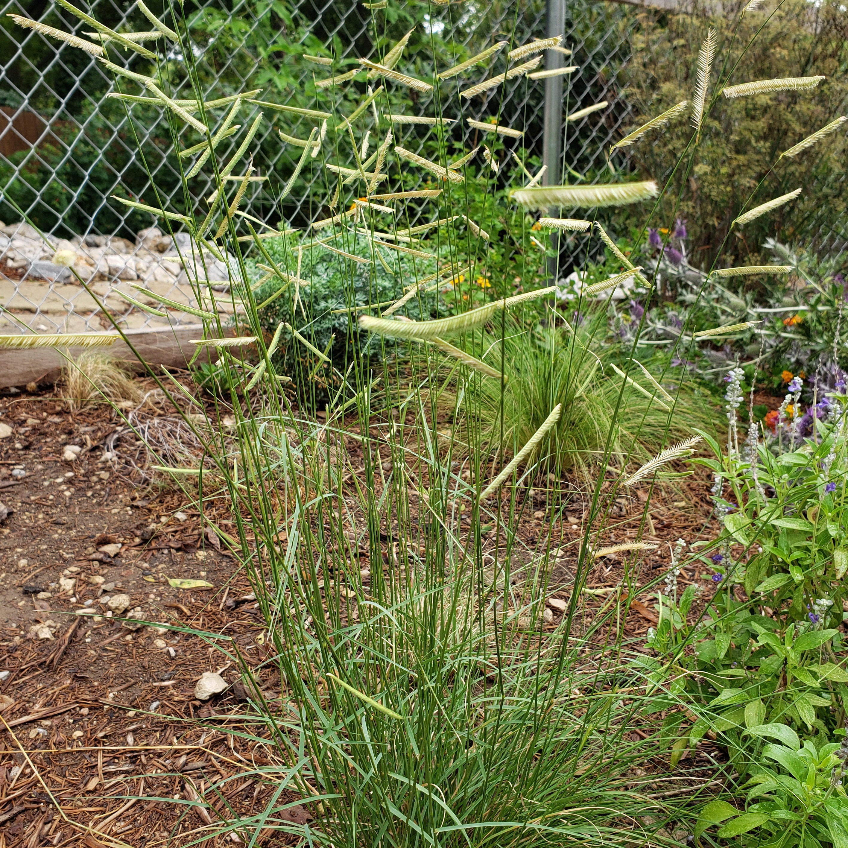 Blue Grama (Bouteloua gracilis)