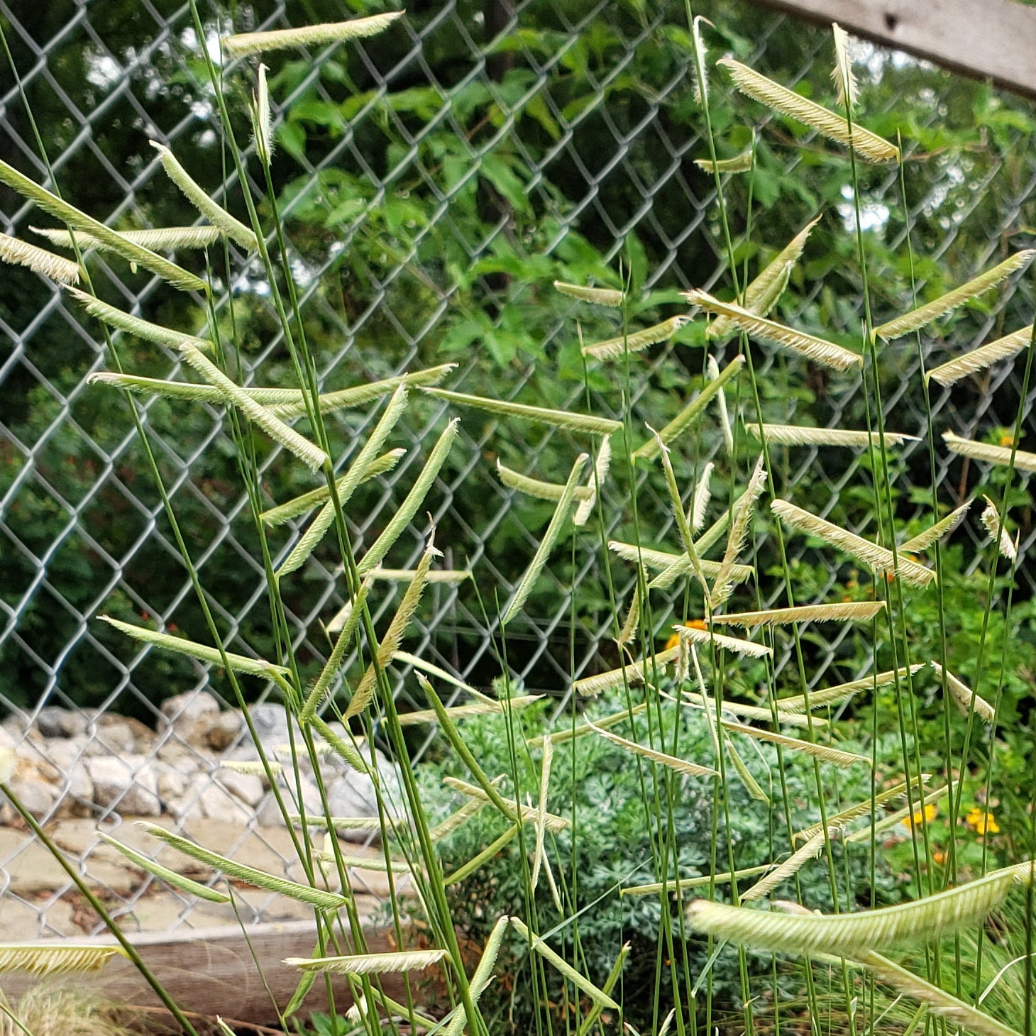 Blue Grama (Bouteloua gracilis)