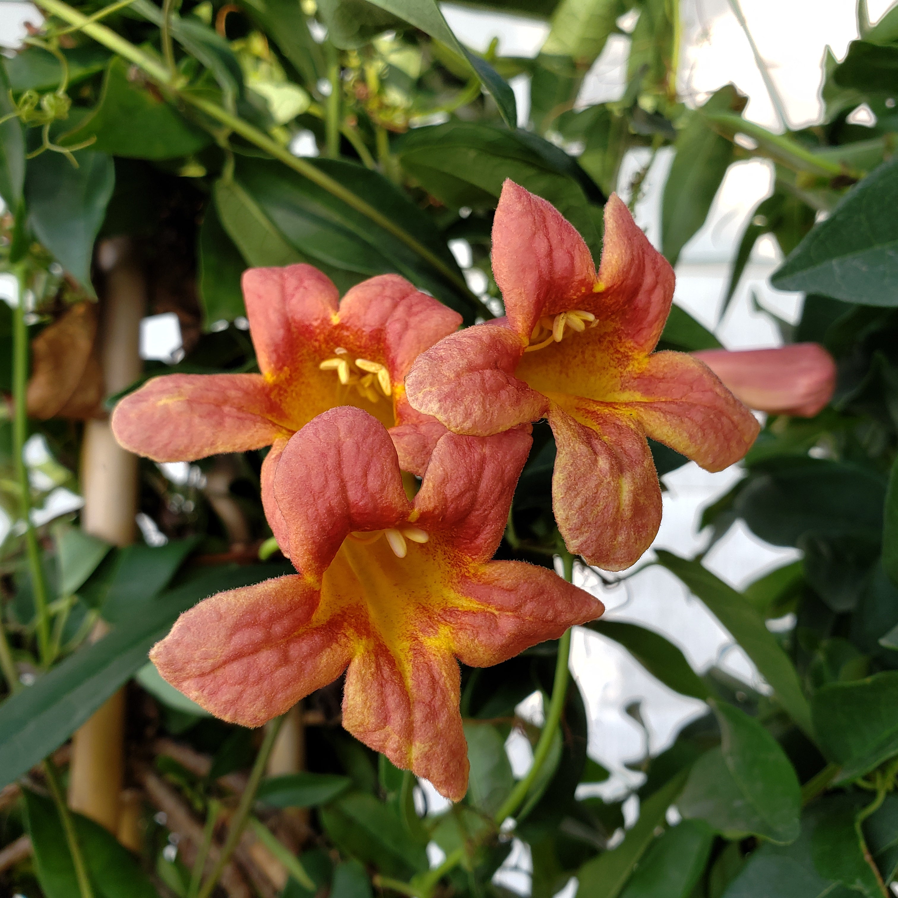 Crossvine 'Tangerine beauty' (Bignonia capreolata 'Tangerine beauty')