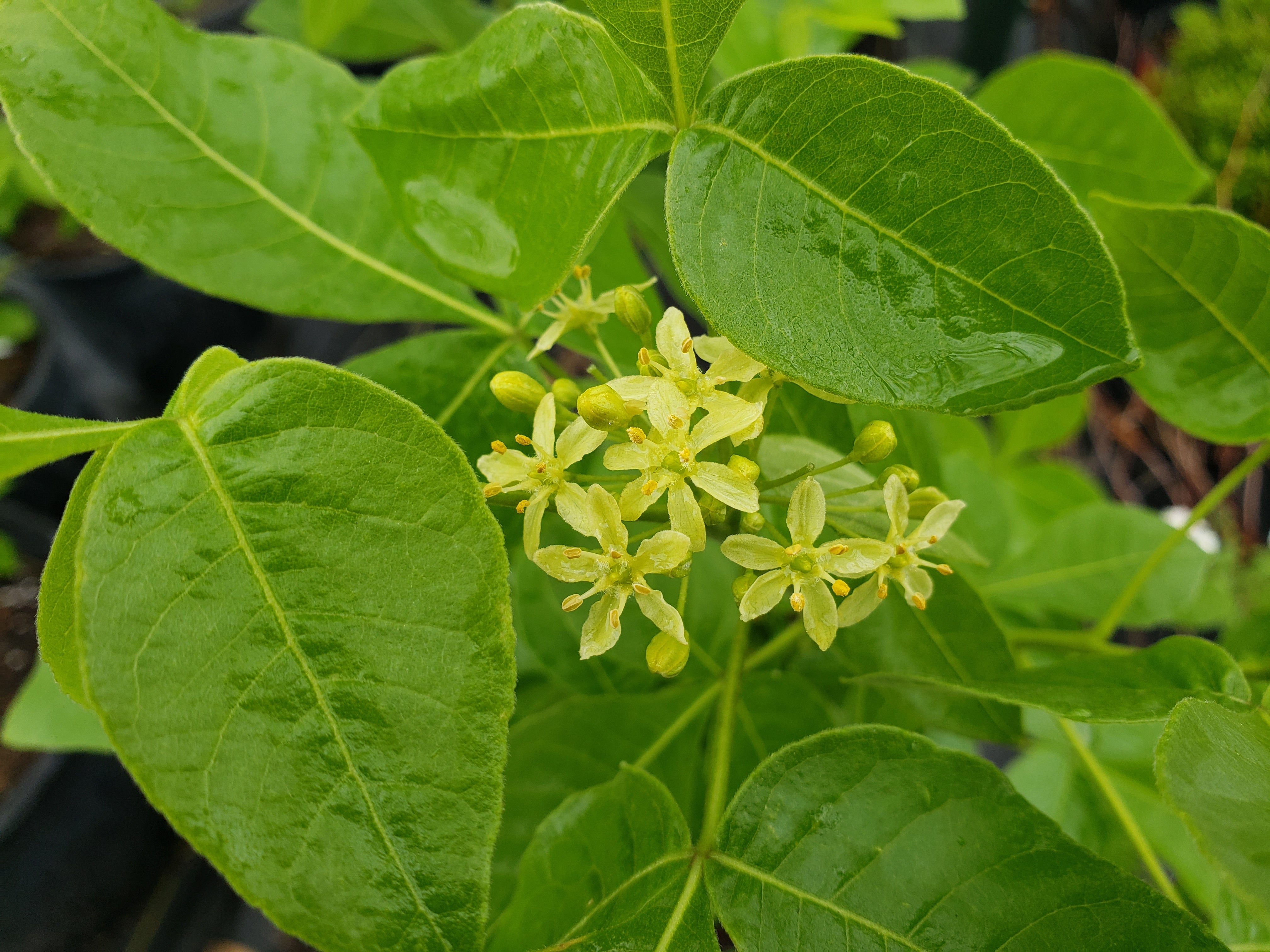 Ptelea trifoliata (Wafer Ash)