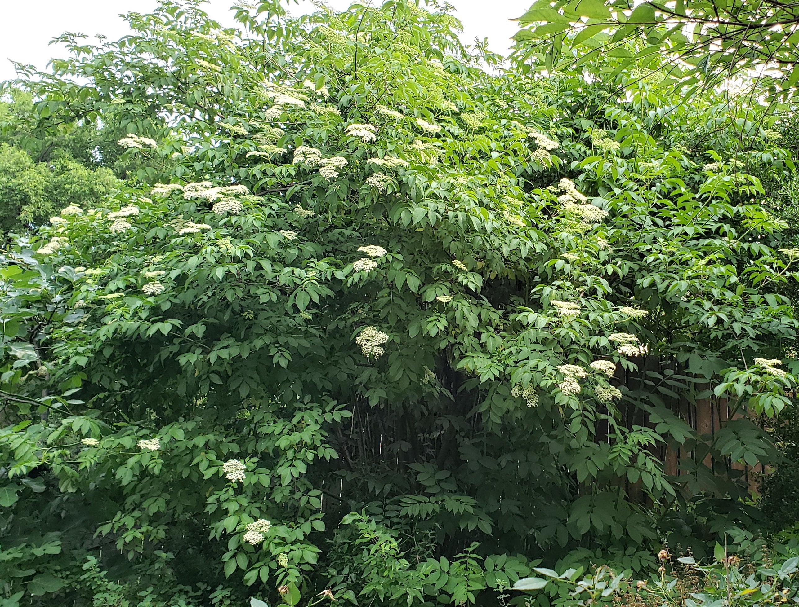 Sambucus nigra ssp. canadensis (Elderberry)