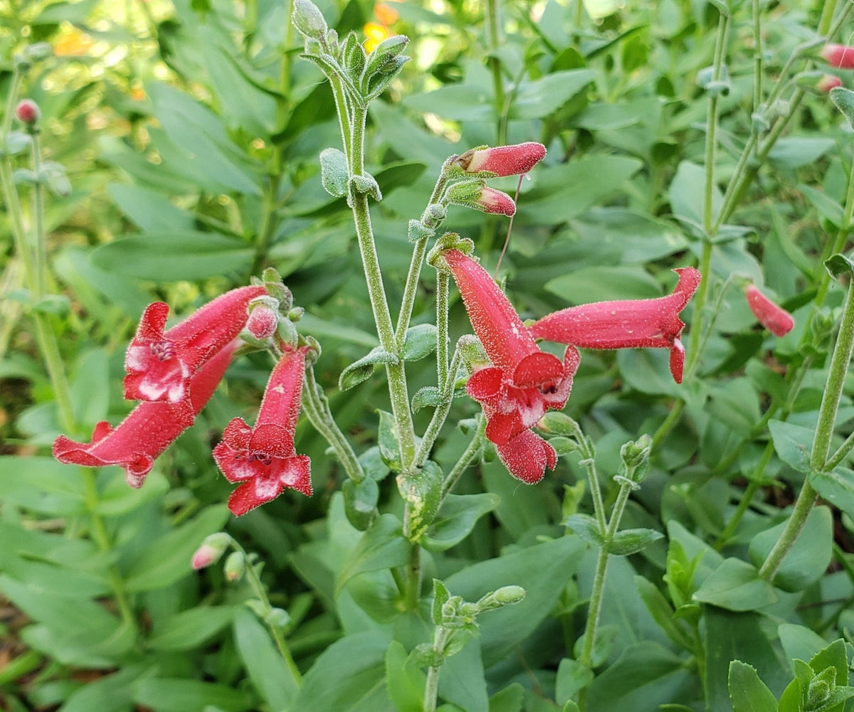Penstemon baccharifolius (Rock Penstemon)