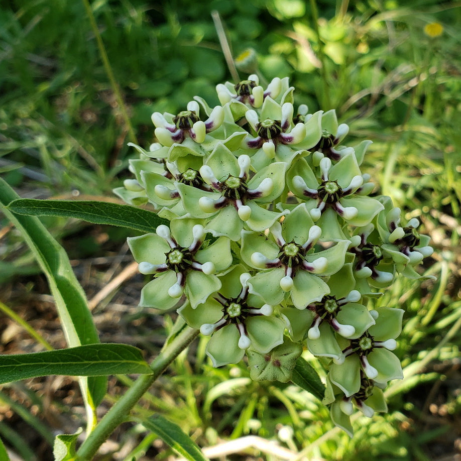 Asclepias asperula (Antelope Horn Milkweed)