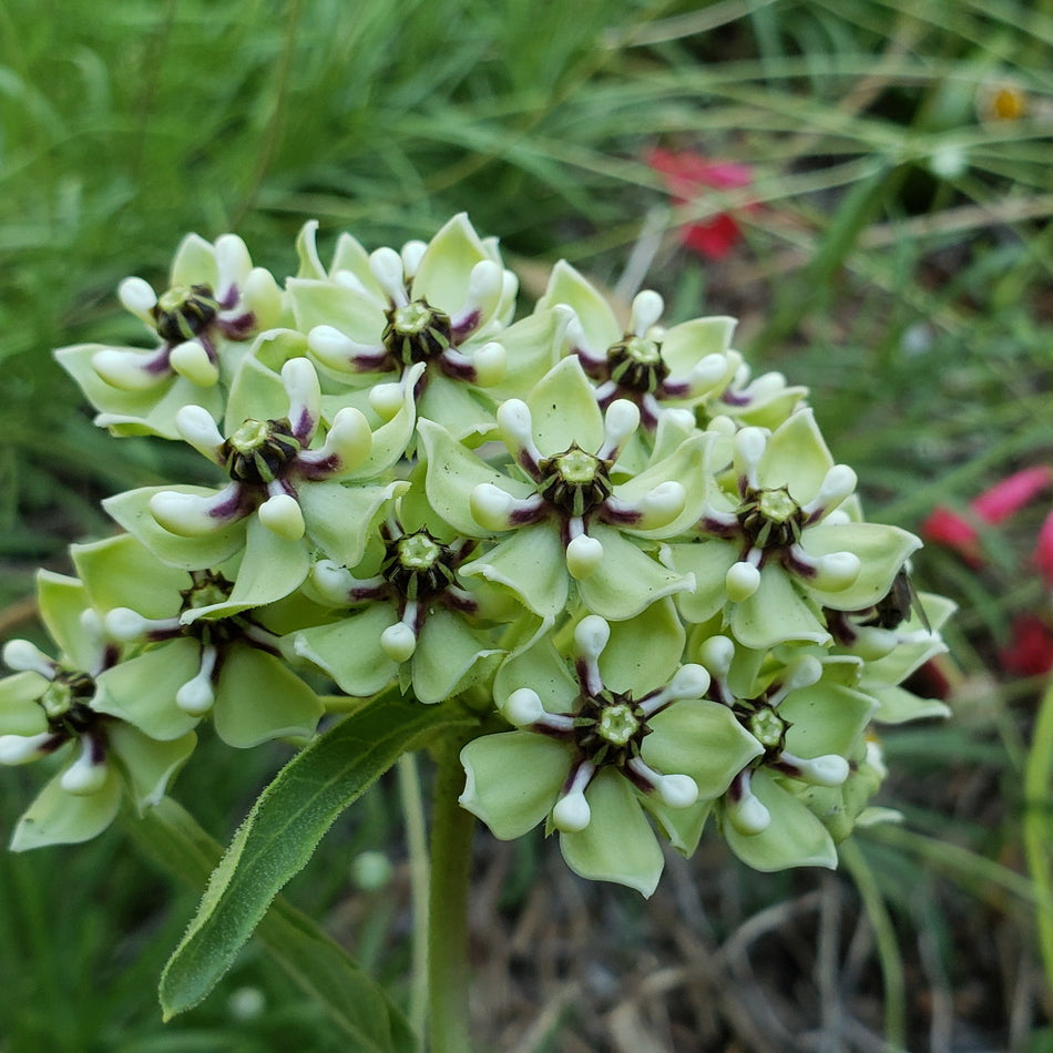 Asclepias asperula (Antelope Horn Milkweed)