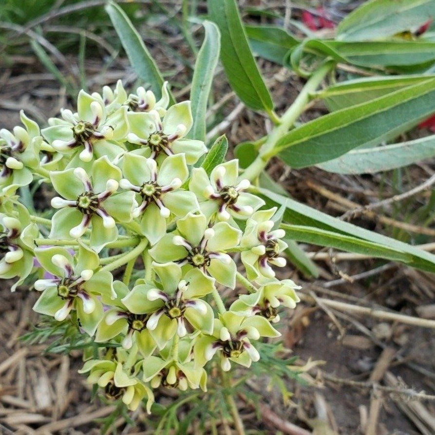 Asclepias asperula (Antelope Horn Milkweed)