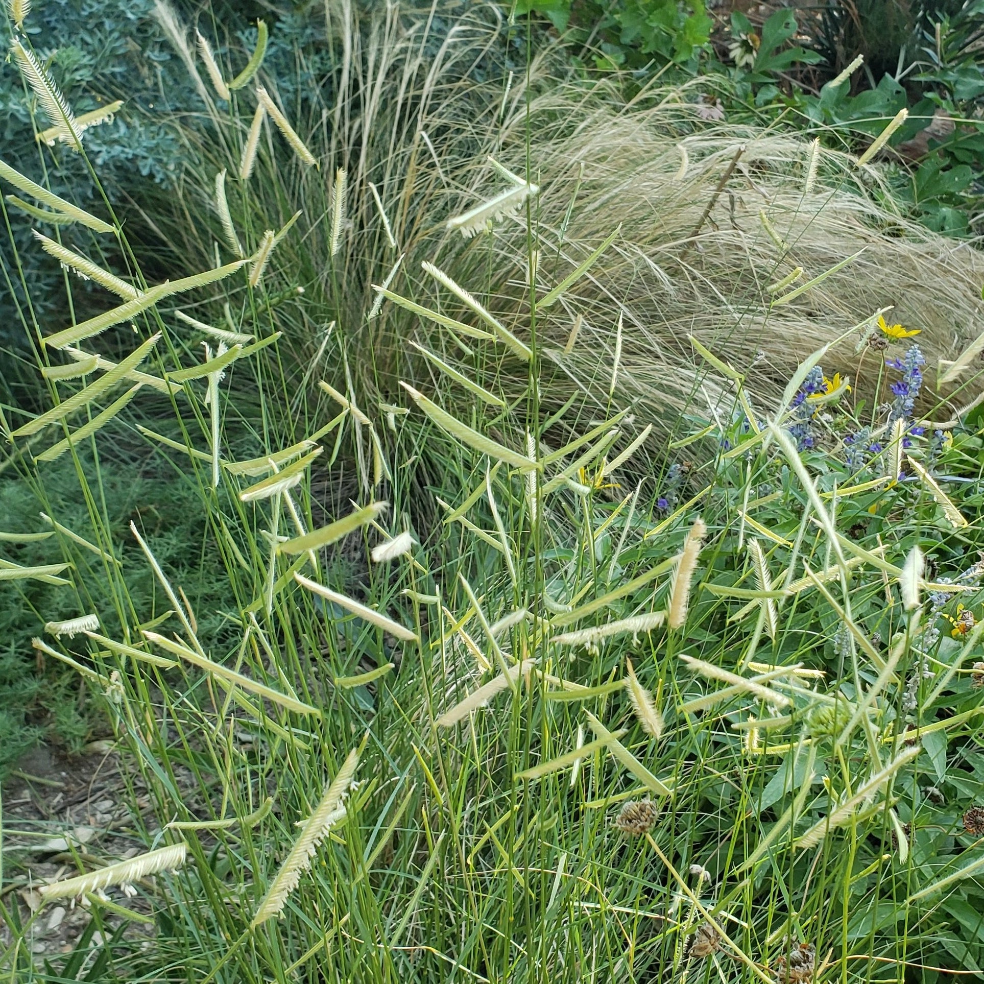 Bouteloua gracilis (Blue Grama)