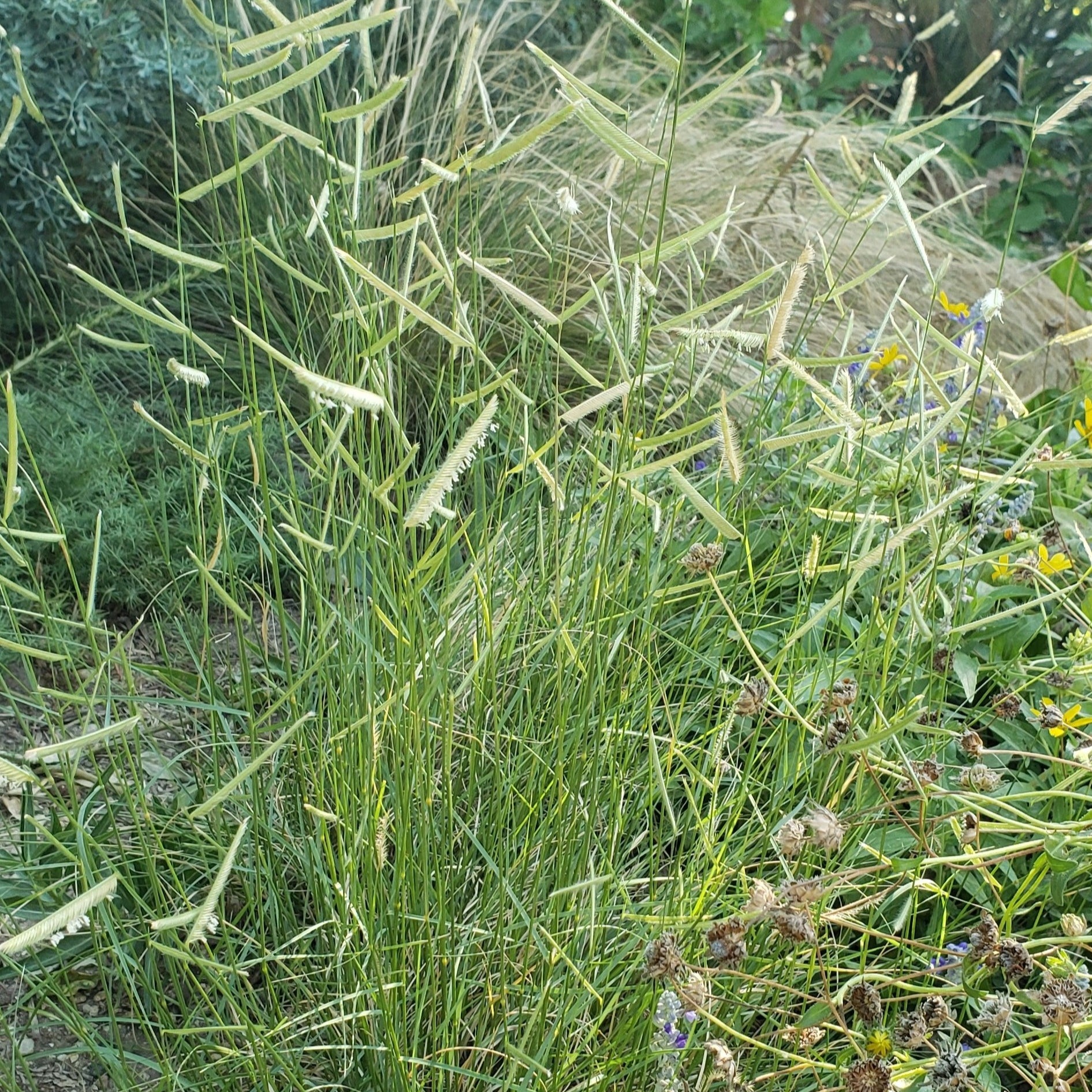 Bouteloua gracilis (Blue Grama)