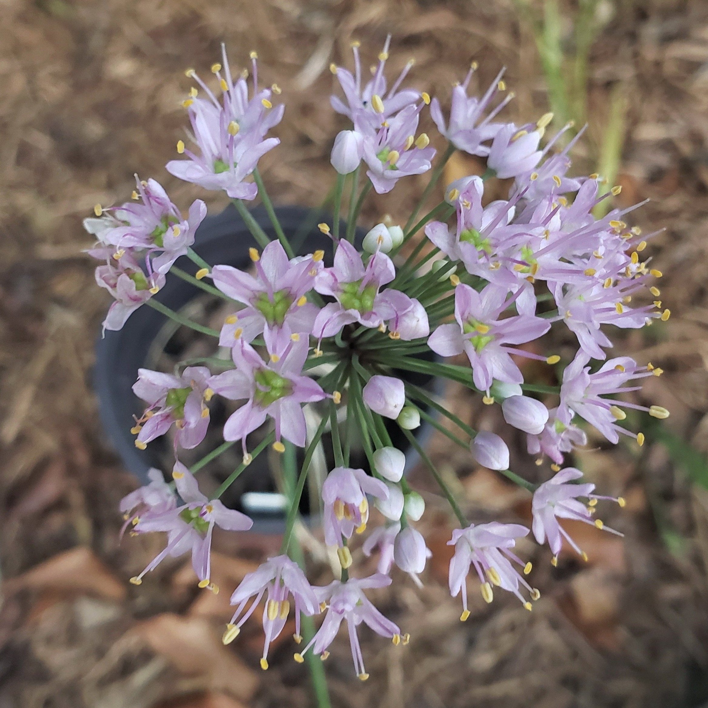 Allium stellatum (Prairie Onion)