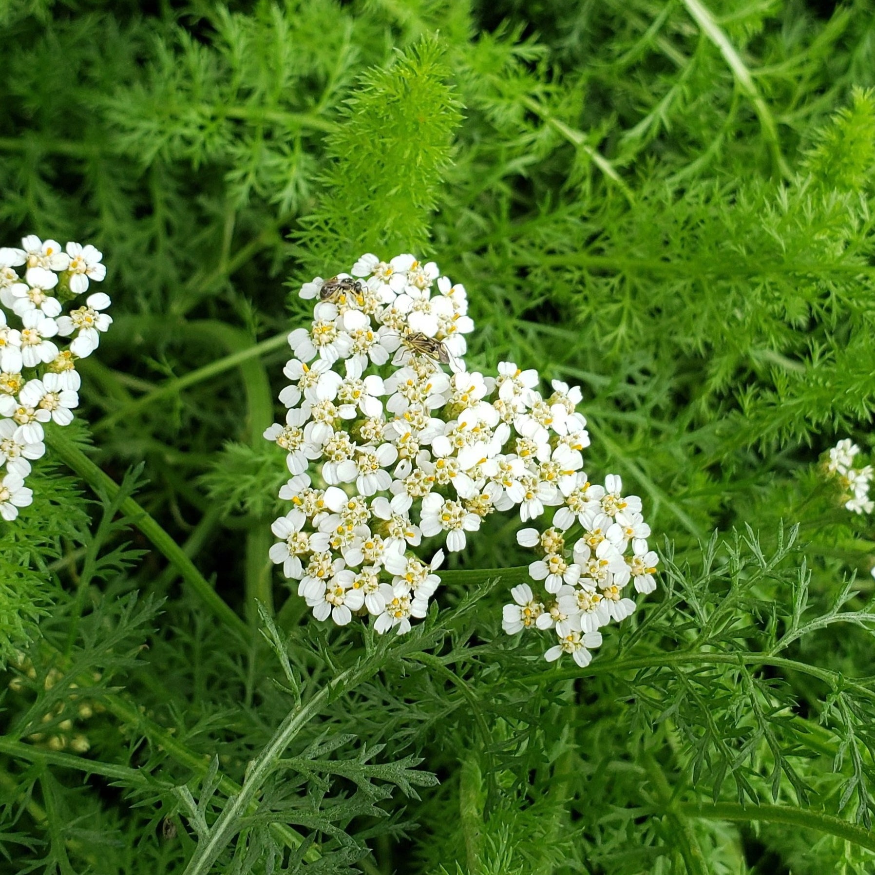 Achillea millefolium (Common Yarrow)