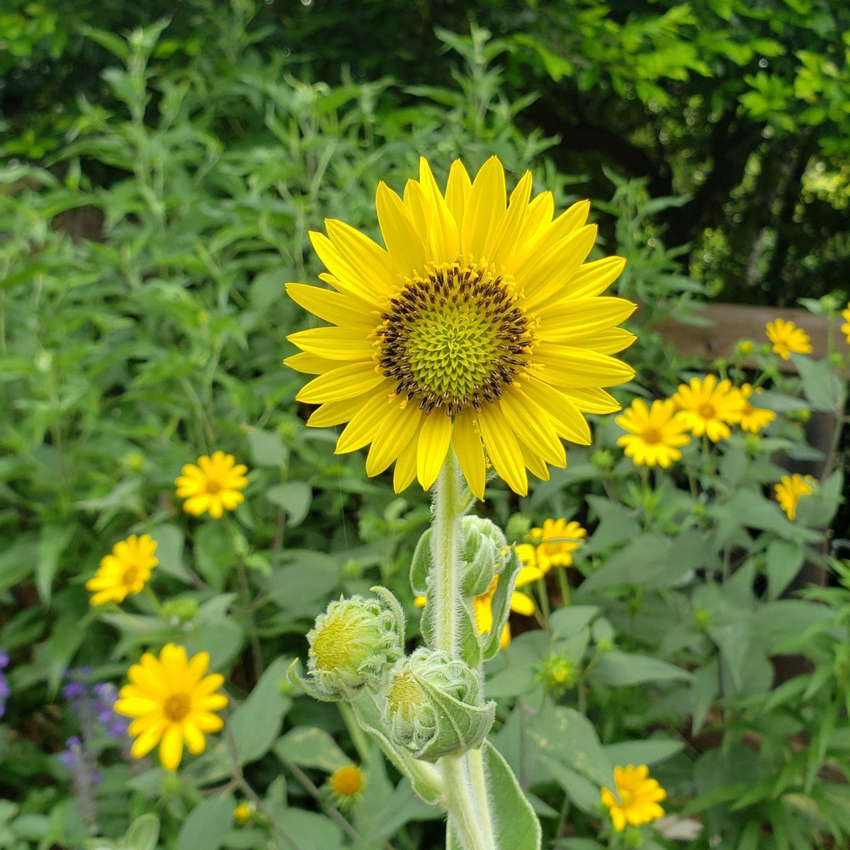 Helianthus mollis (Ashy Sunflower)