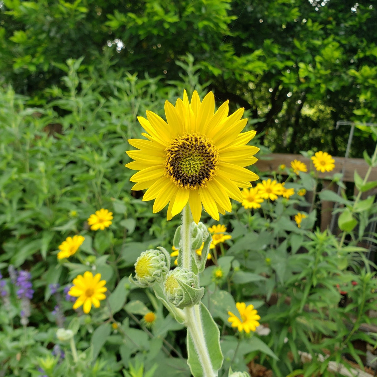 Helianthus mollis (Ashy Sunflower)