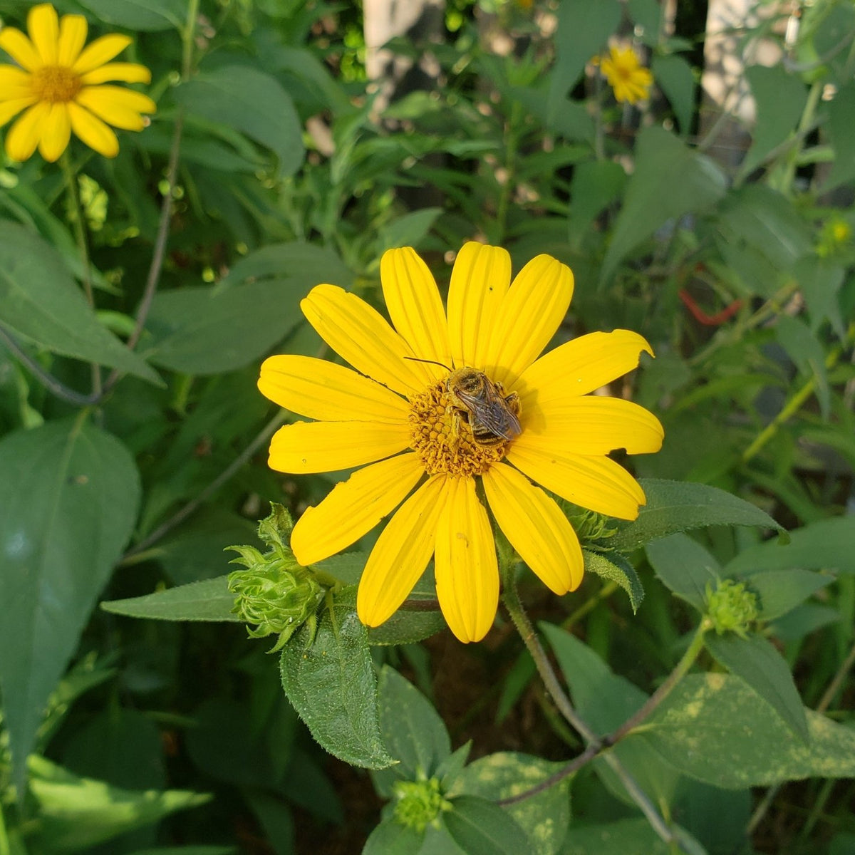 Helianthus hirsutus (Hairy Sunflower)