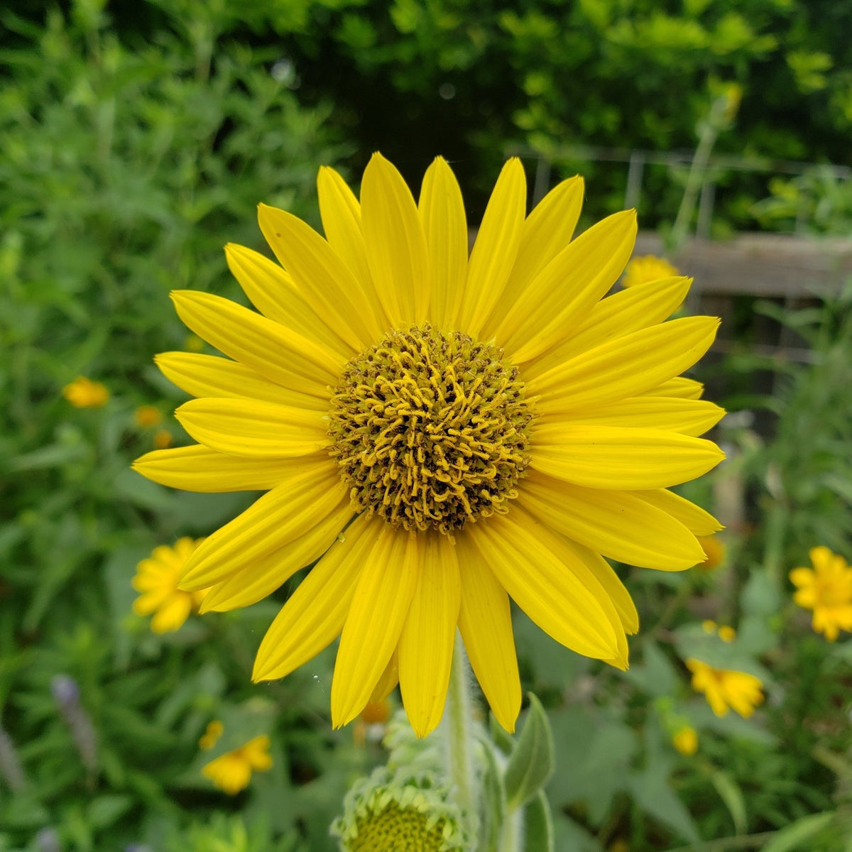 Helianthus mollis (Ashy Sunflower)